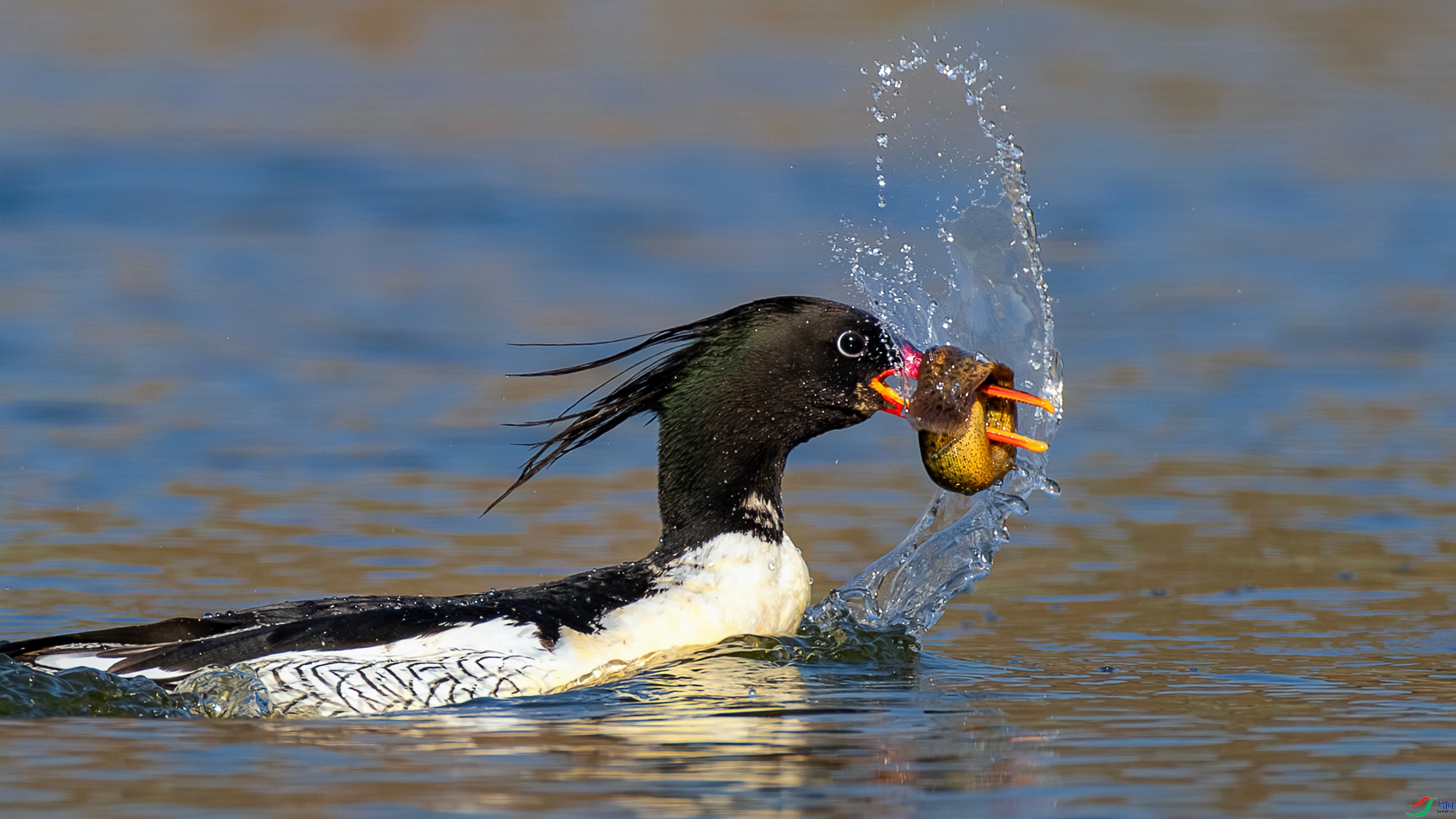 �ջ� ���� Hsia  ����.jpg