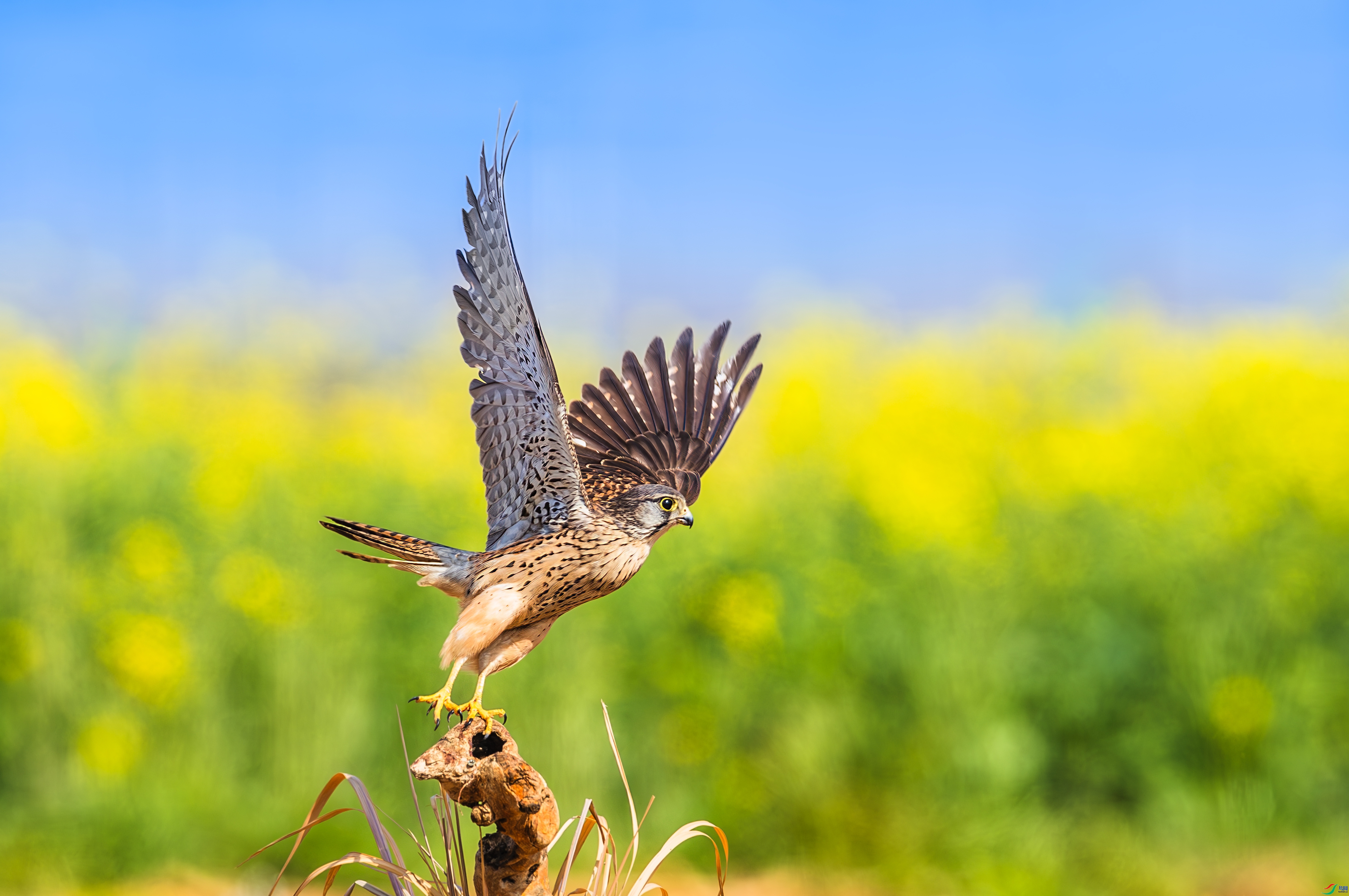 ������԰ ���� С���� ����.jpg