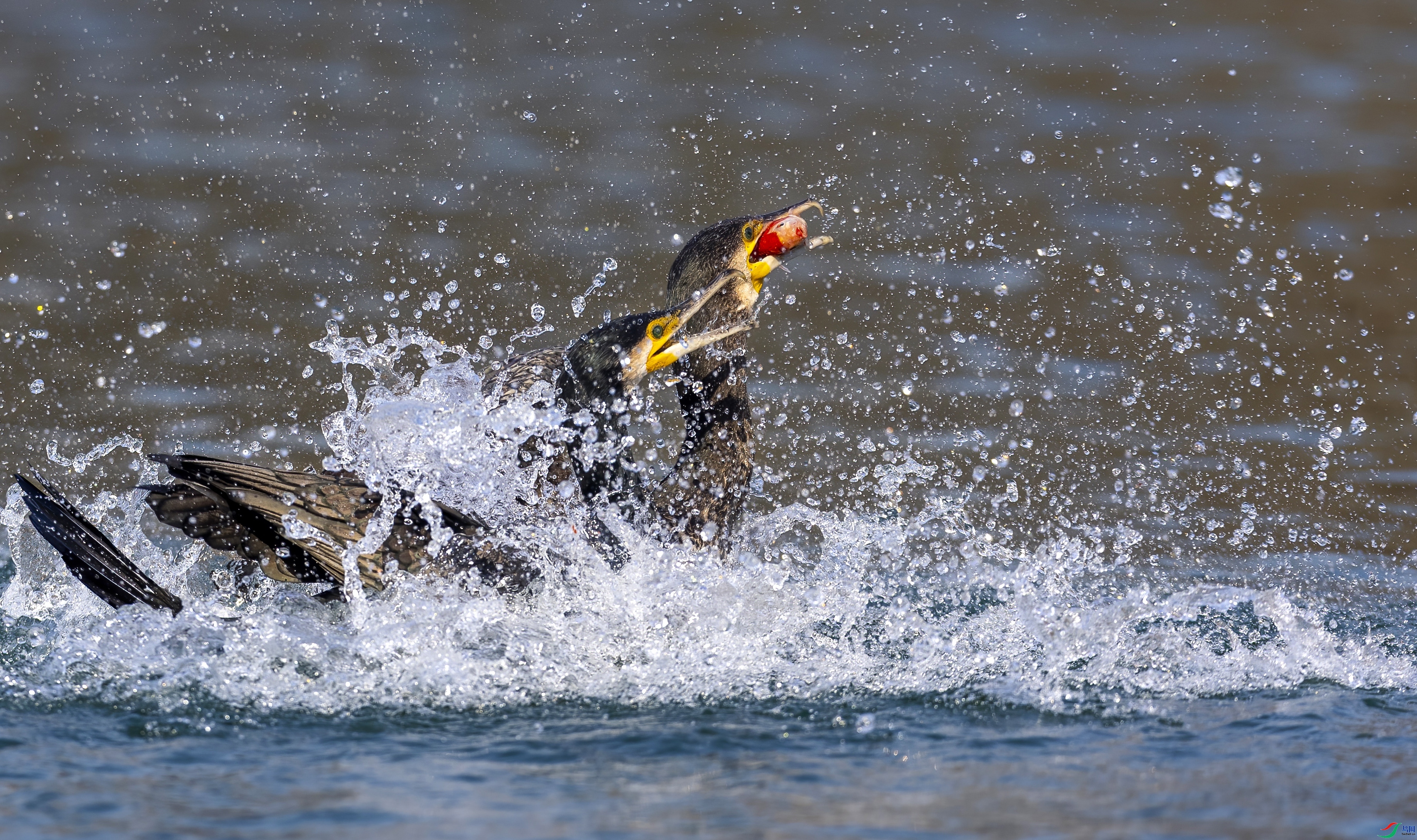 ���� ���� ������jn  ����.jpg