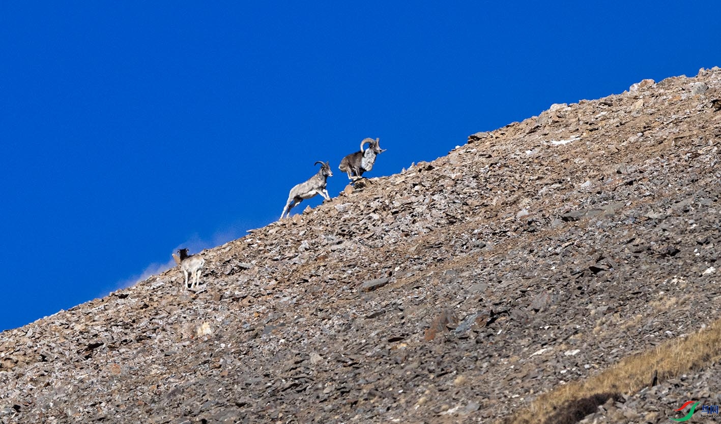 DSC_2788 ����.jpg