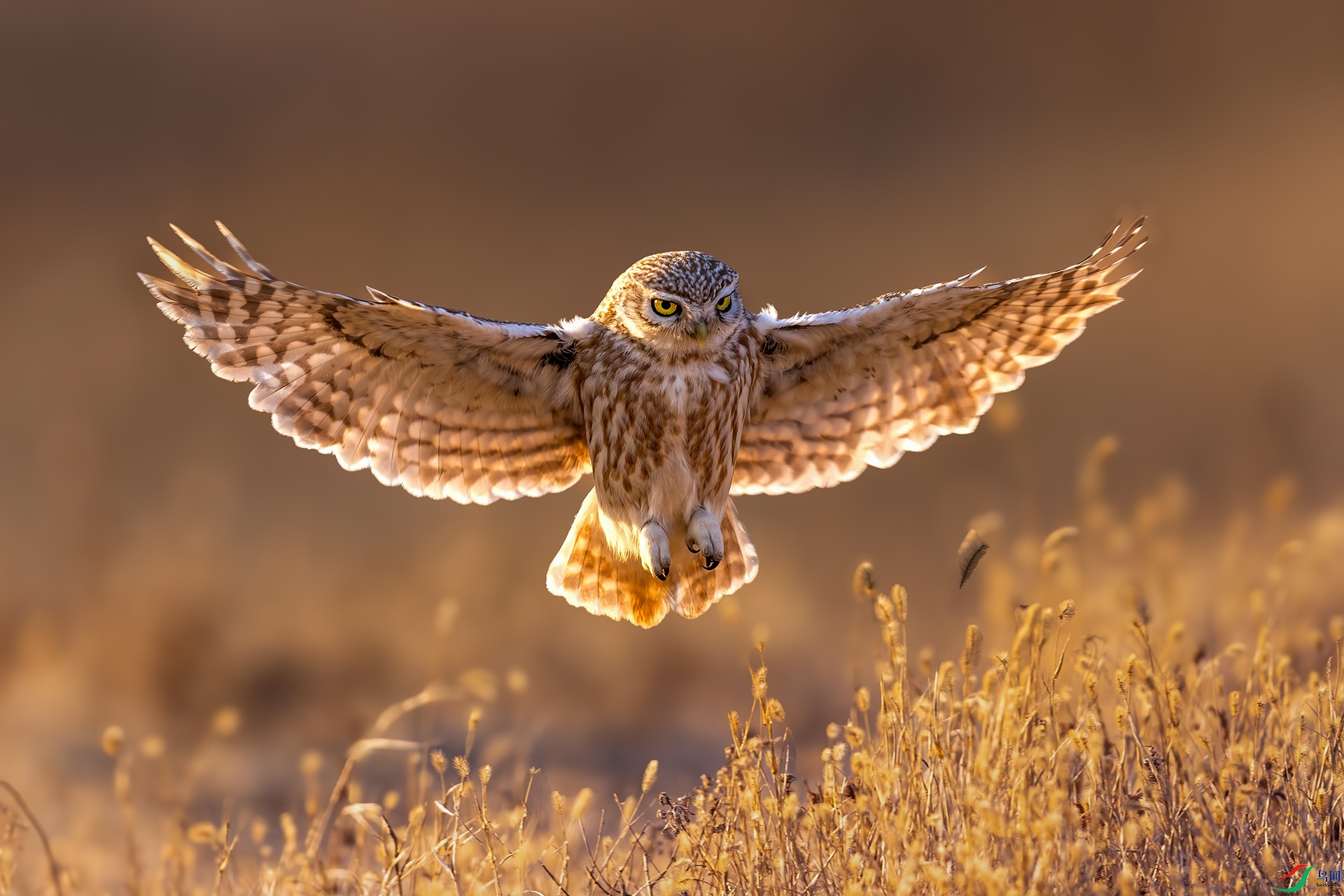 1I5A8253-1 ����.jpg