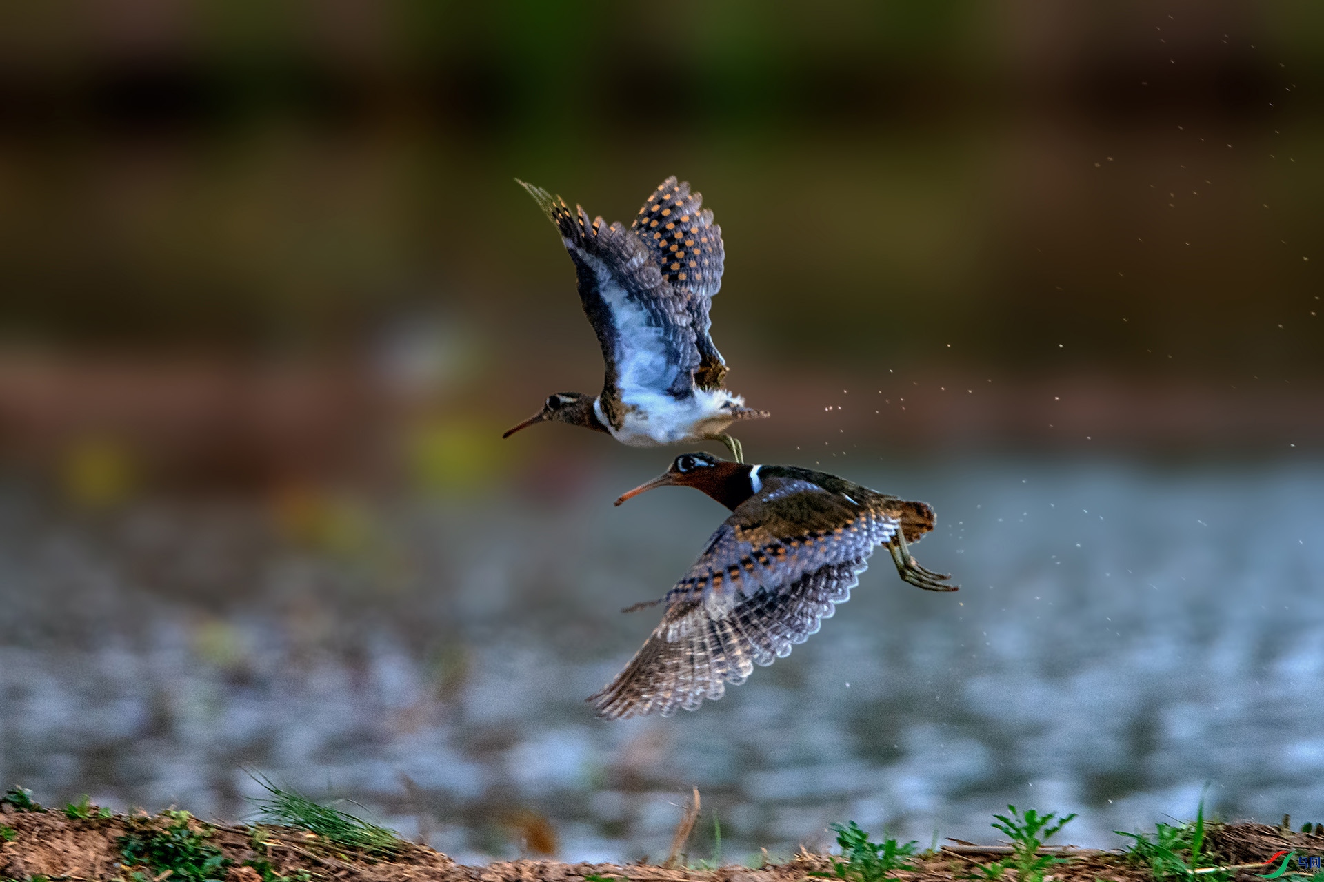 _AUU2623˫����(24.5.4).jpg