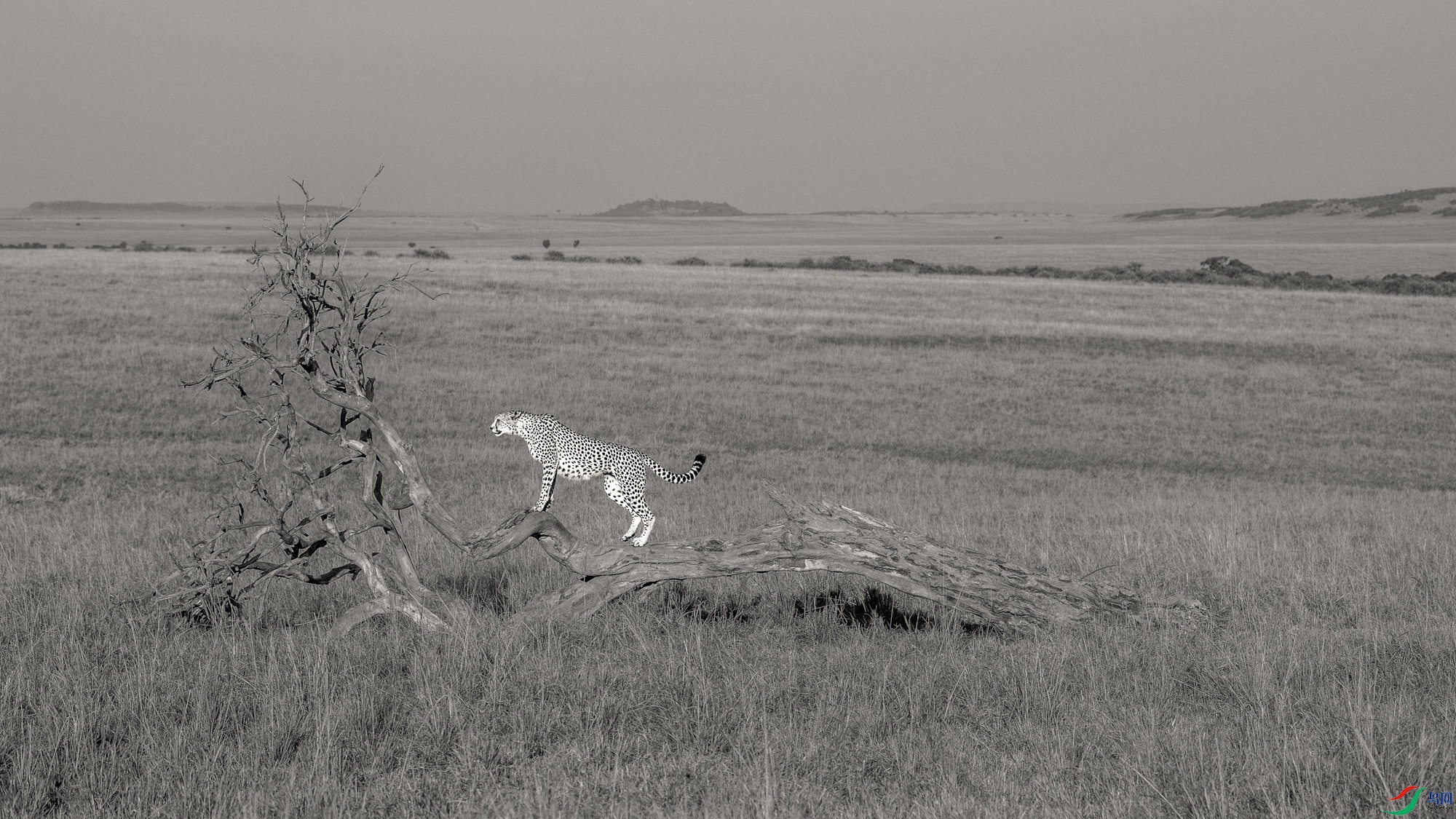 _DSC6719-����ǿ-NR1 ����_1.jpg