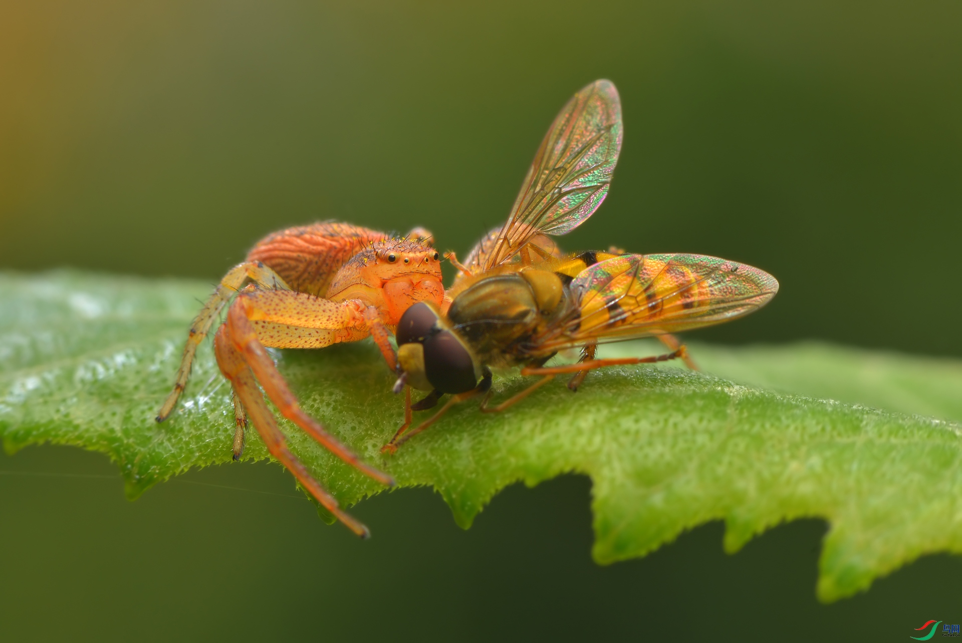 DSC_4549 ����.jpg