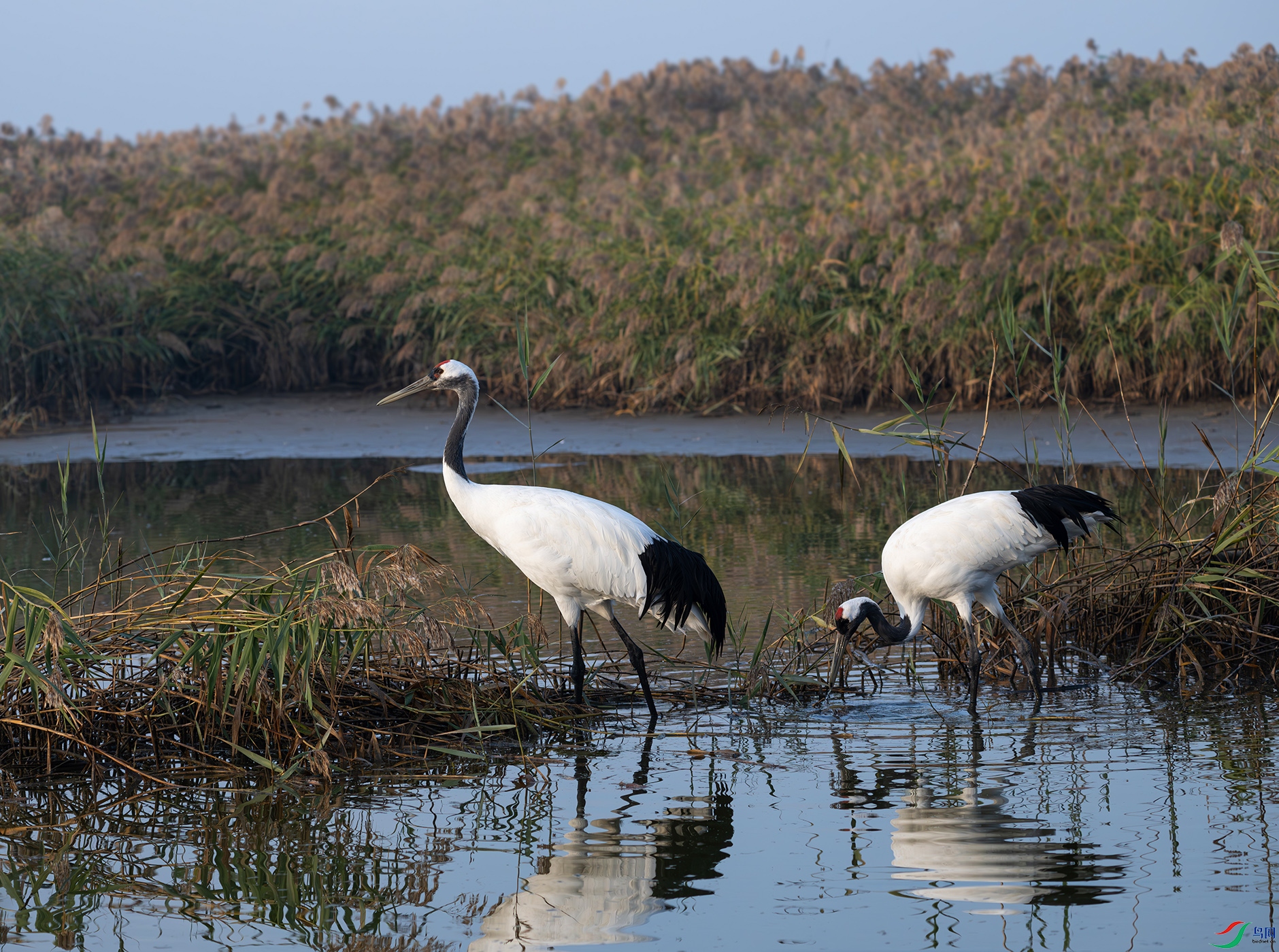 DSC_2927d.jpg