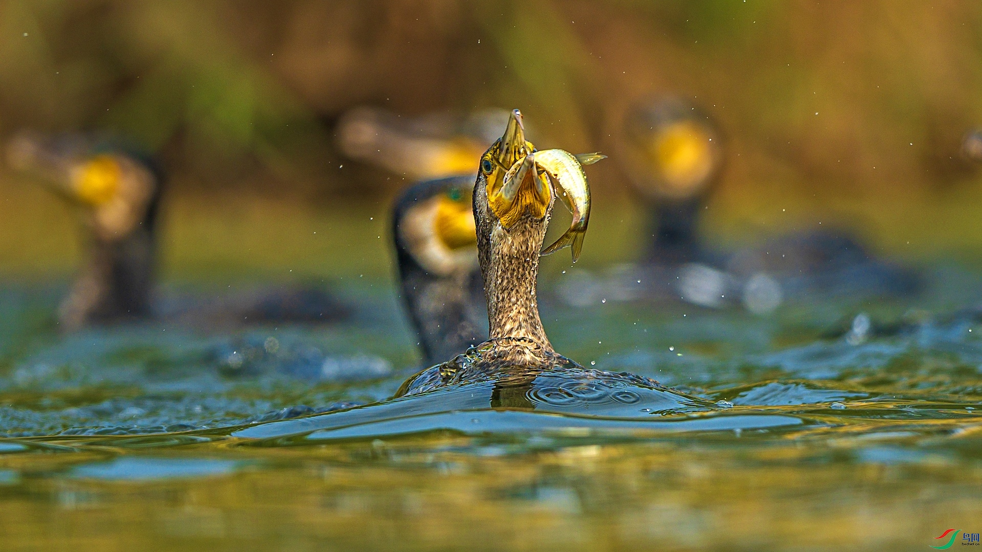 2_XXL3402 ����.jpeg