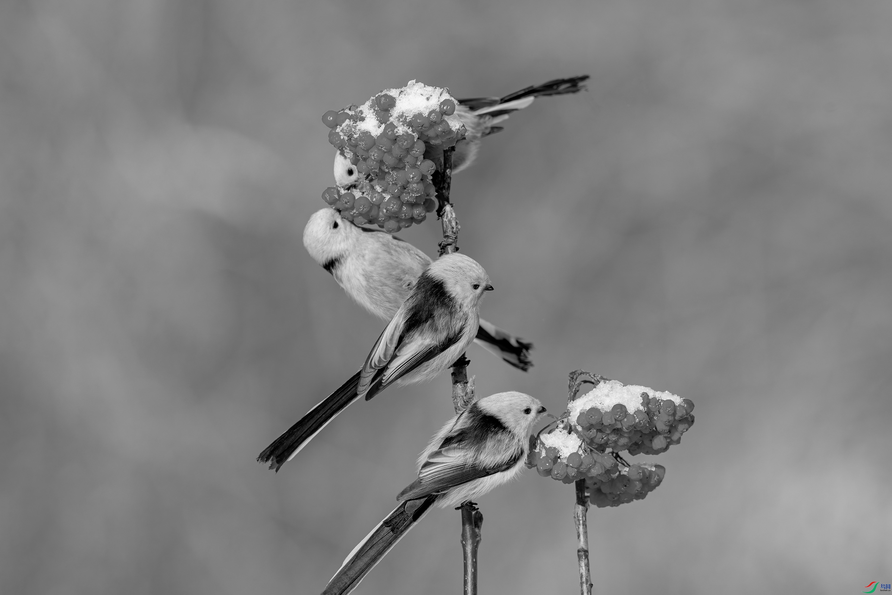 DSC05215h.jpg