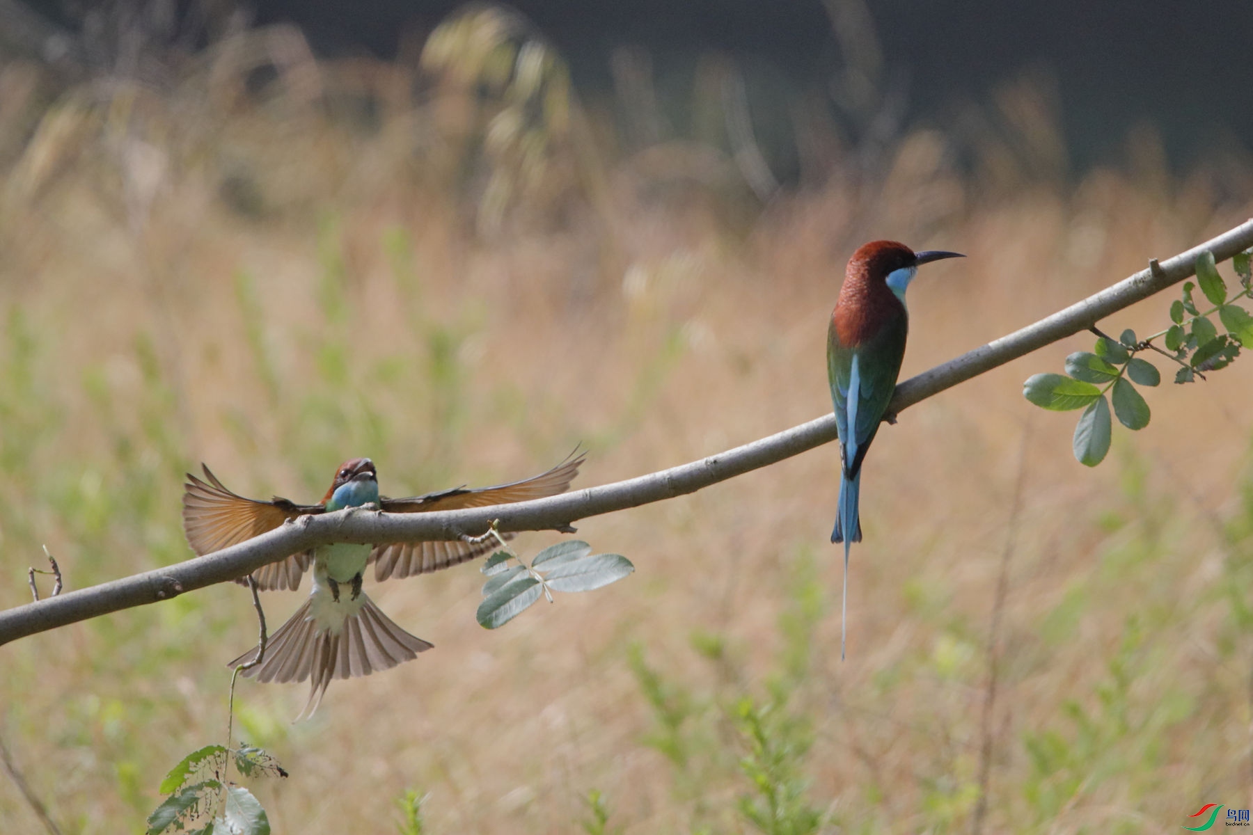 �����仢12