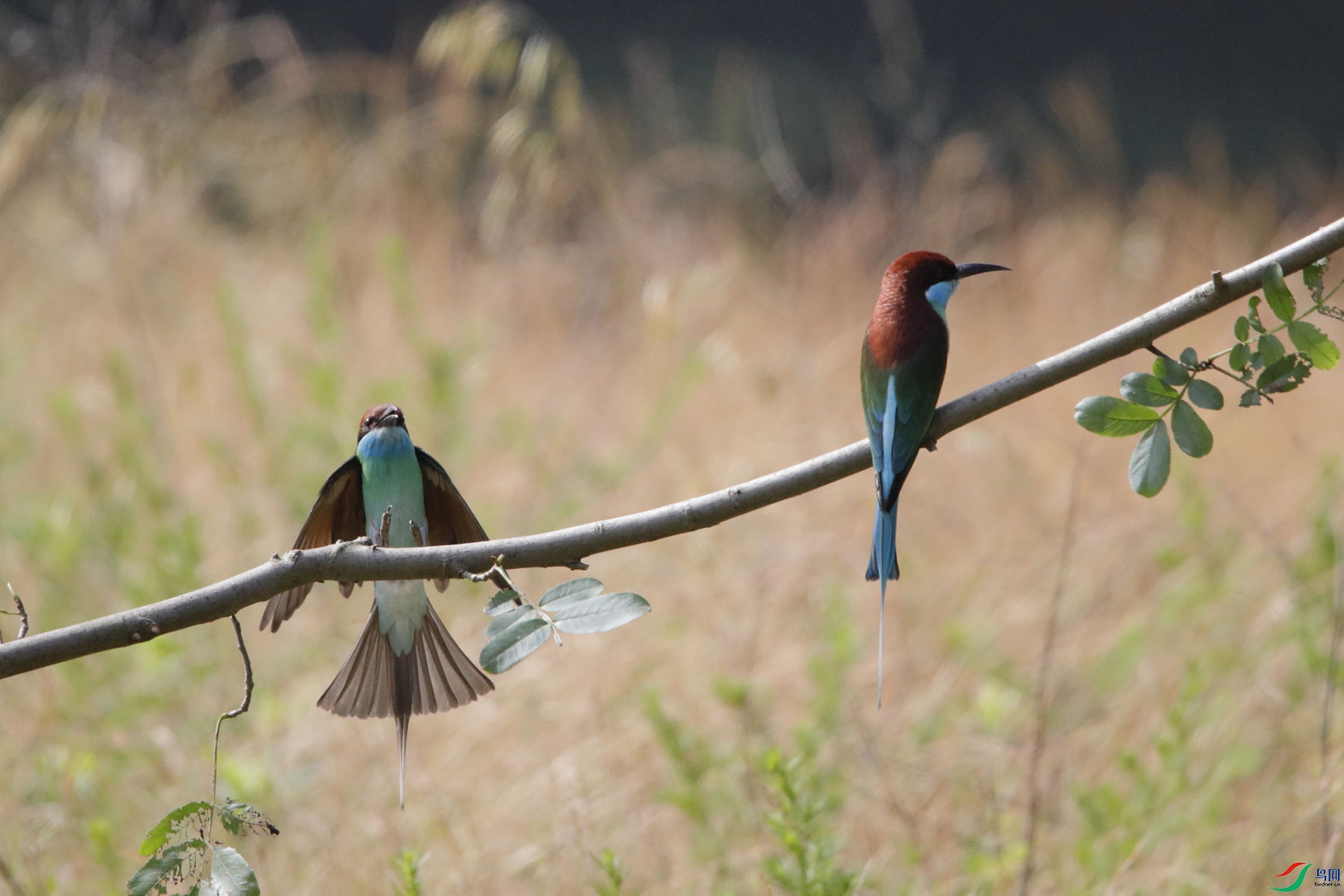 �����仢13