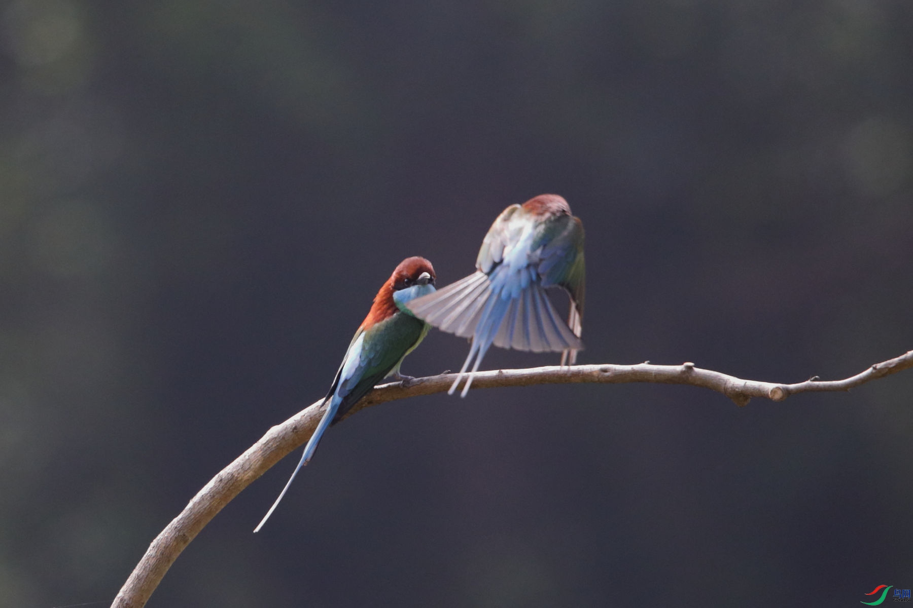 �����仢16