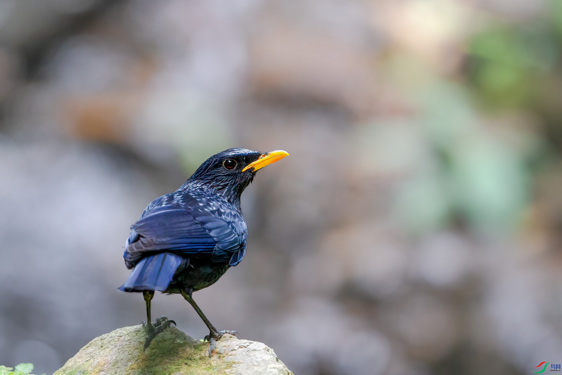a_69093-1.jpg