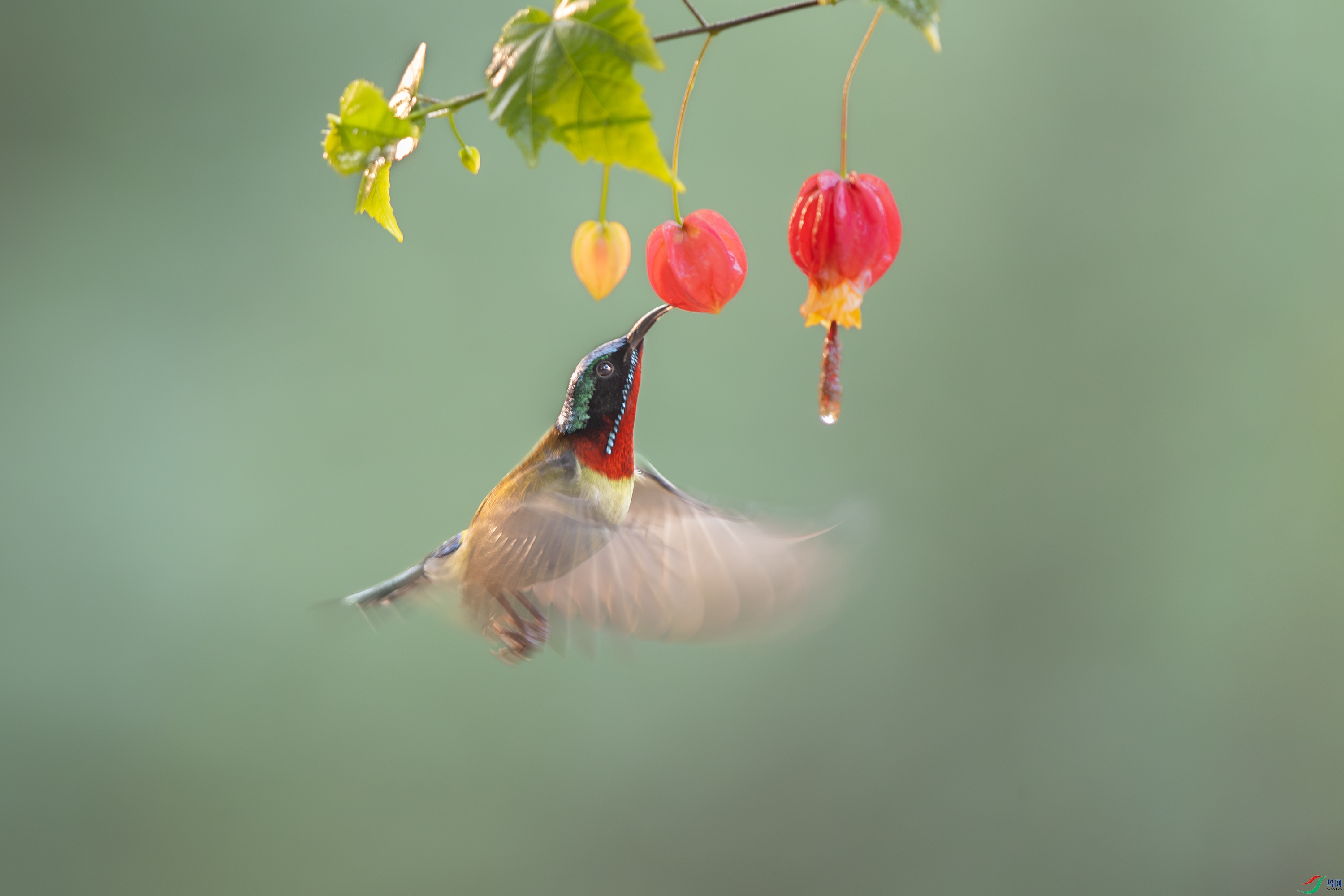 A15I8491-����ǿ-NR ����.jpg