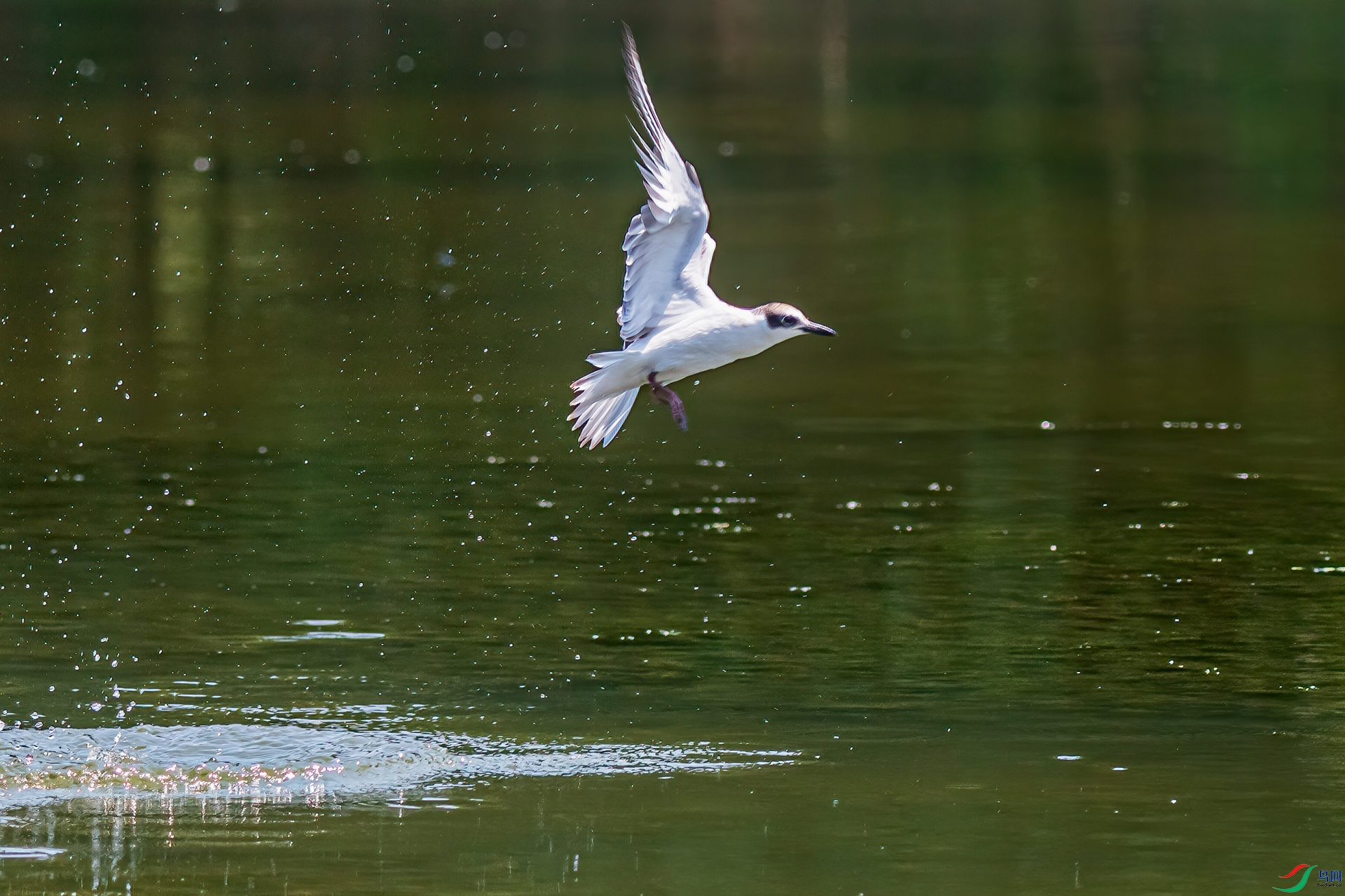 DSC_0486-11.jpg