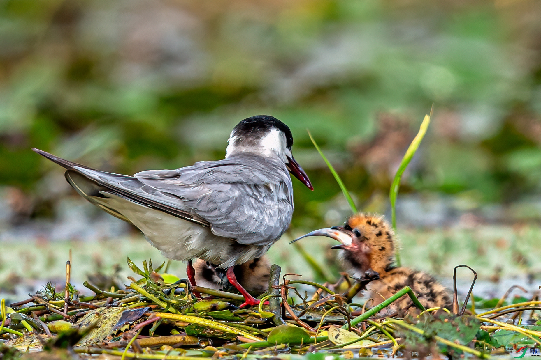 DSC_3564-11.jpg