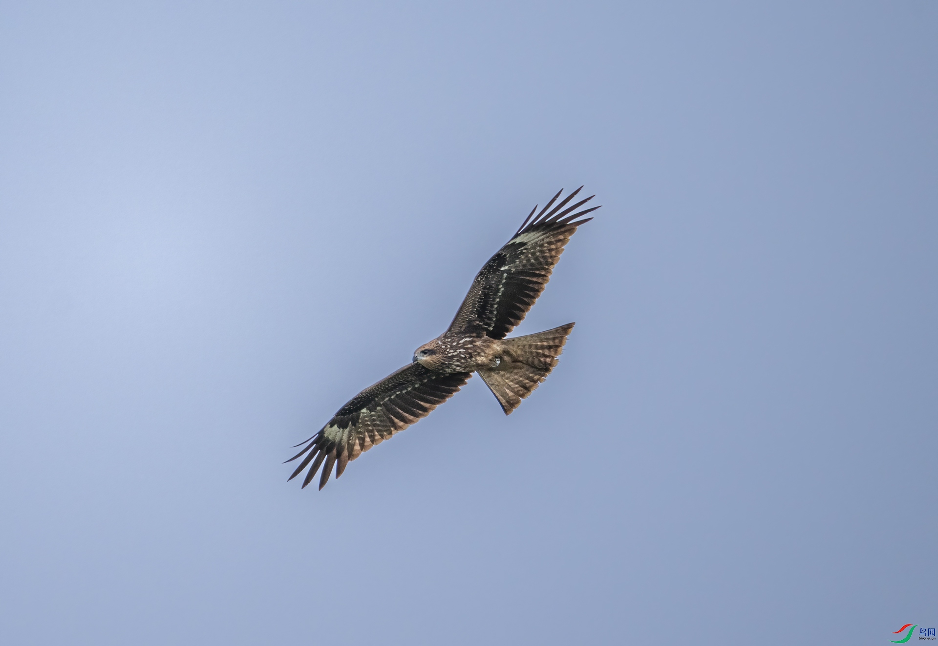 DSC_8257-1.jpg