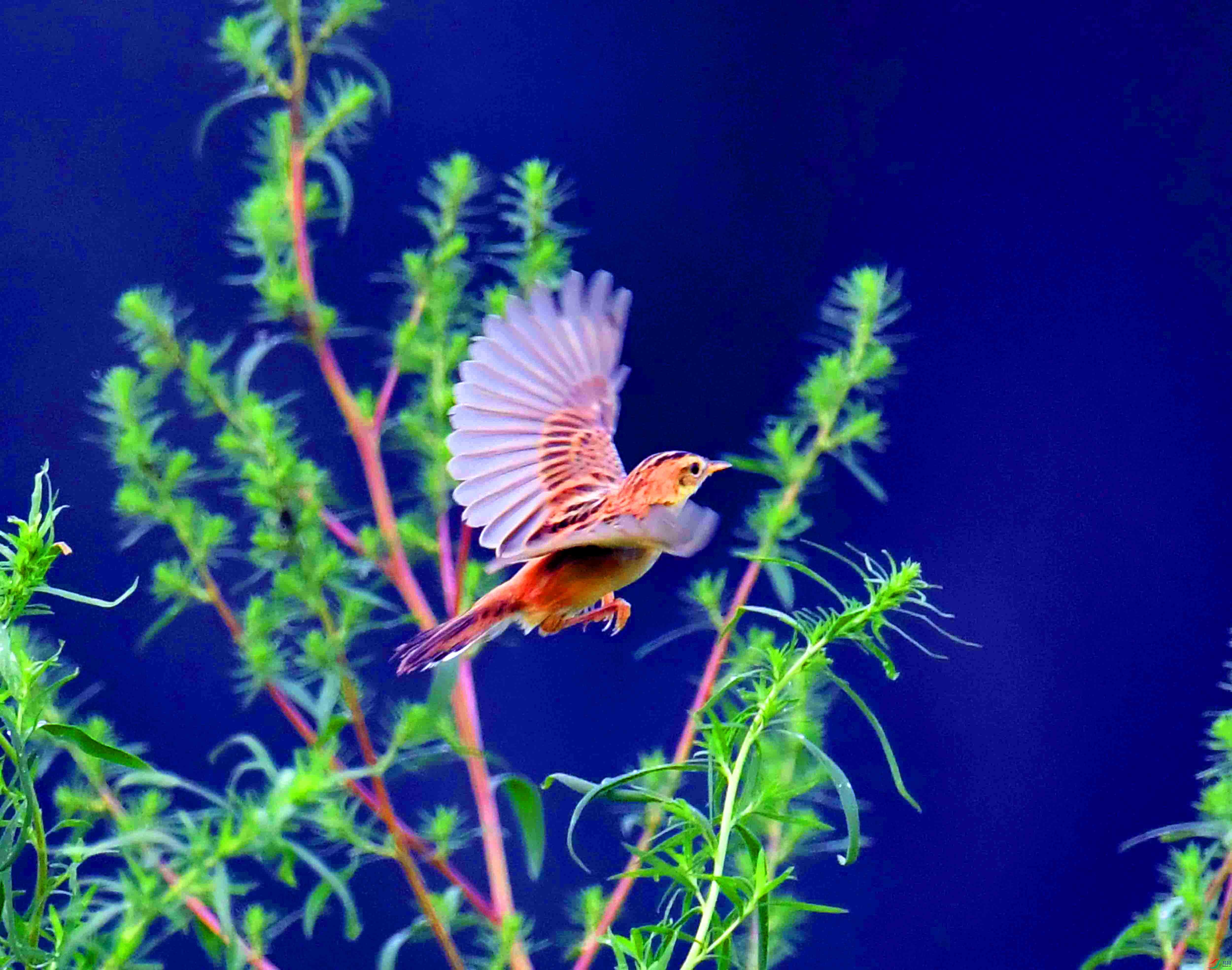 DSC_0129.JPG