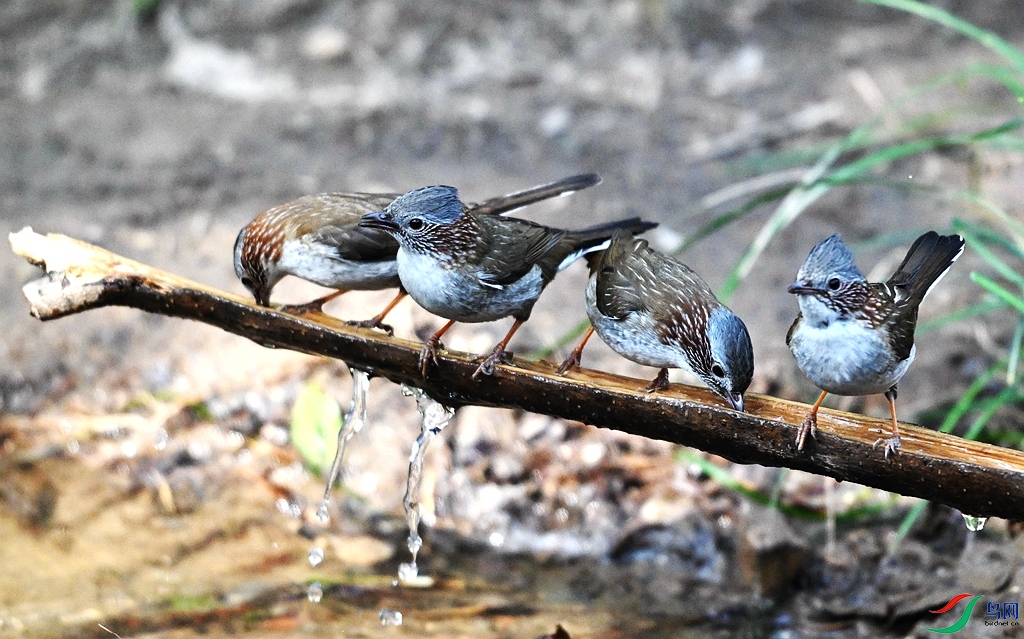 DSC_2995.JPG