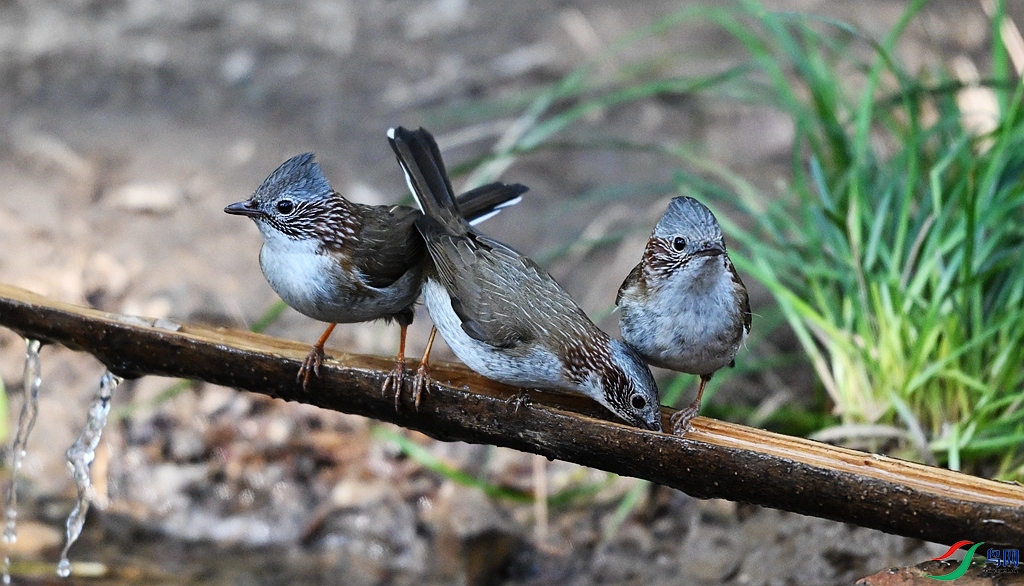 DSC_3205.JPG