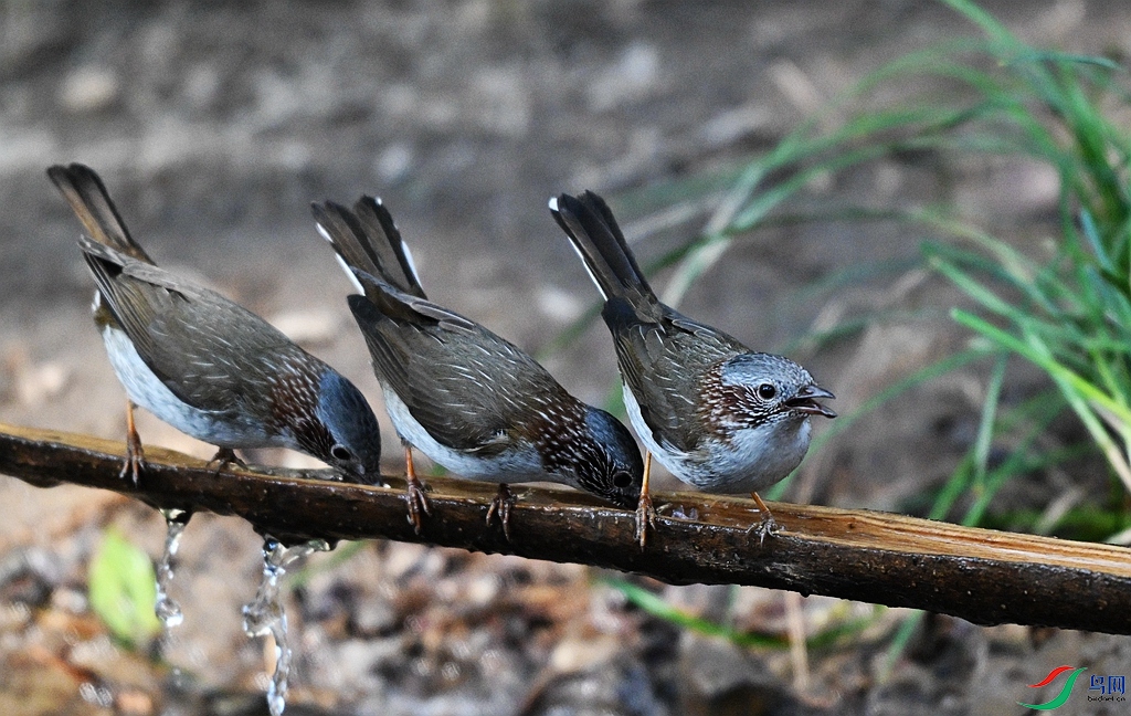DSC_3228.JPG