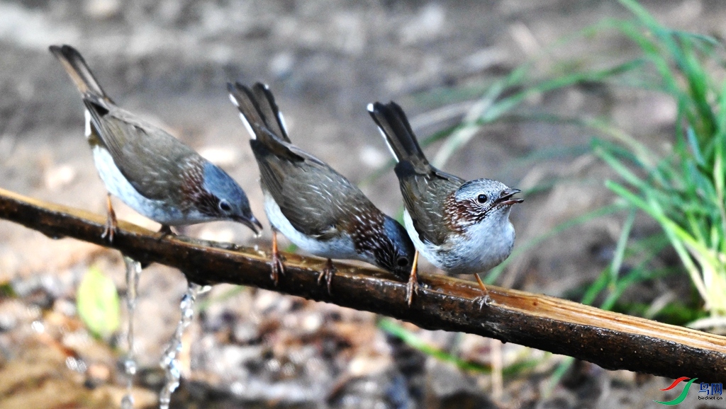 DSC_3233.JPG