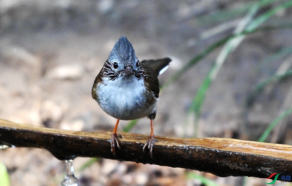 DSC_3263.JPG