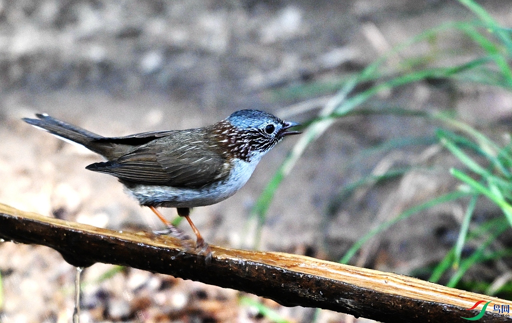 DSC_3297 - ����.JPG