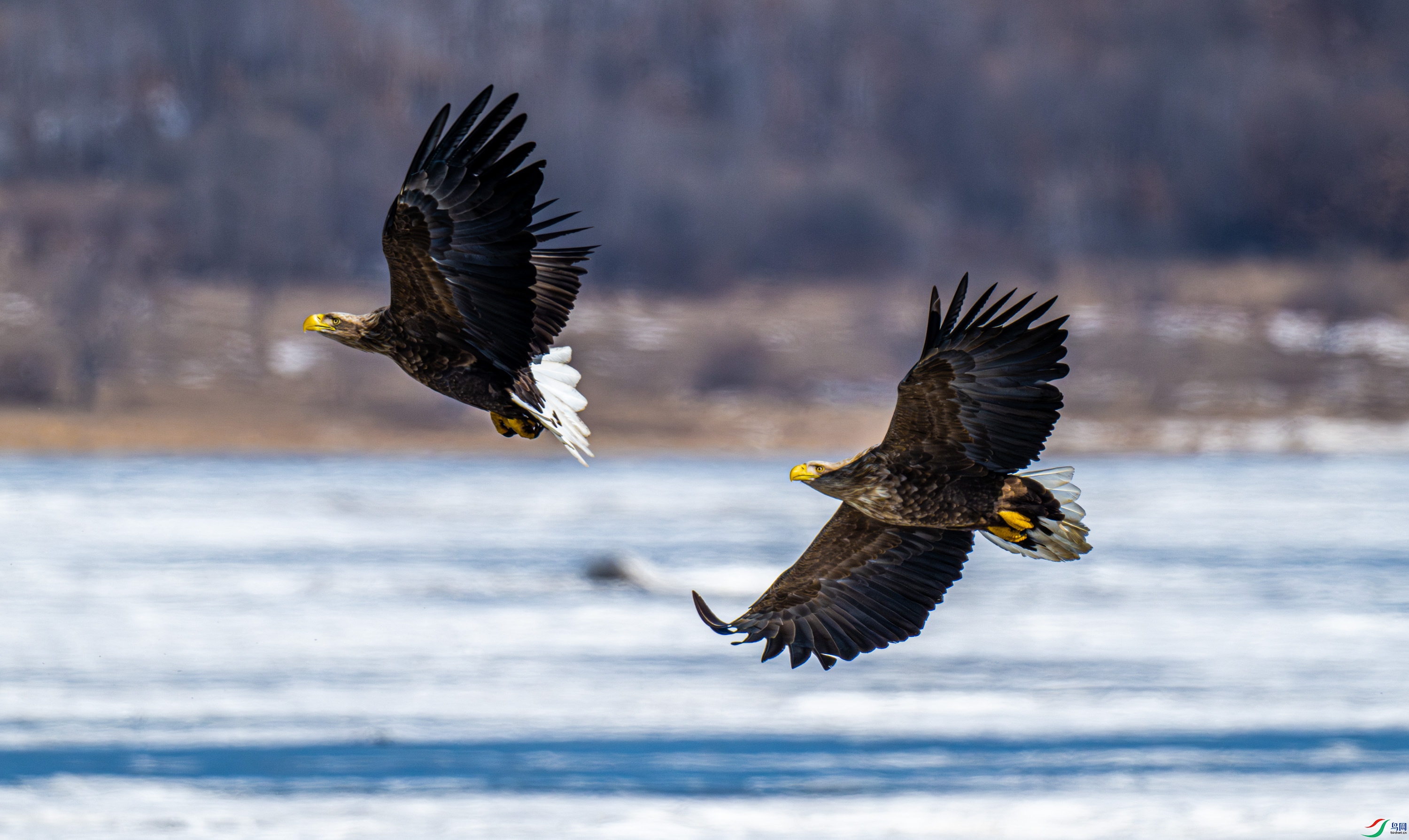 ��β����