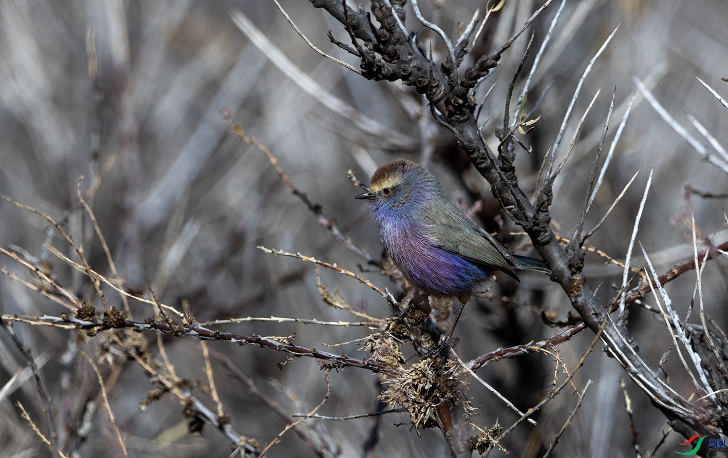 DSC_3751 ����.jpg