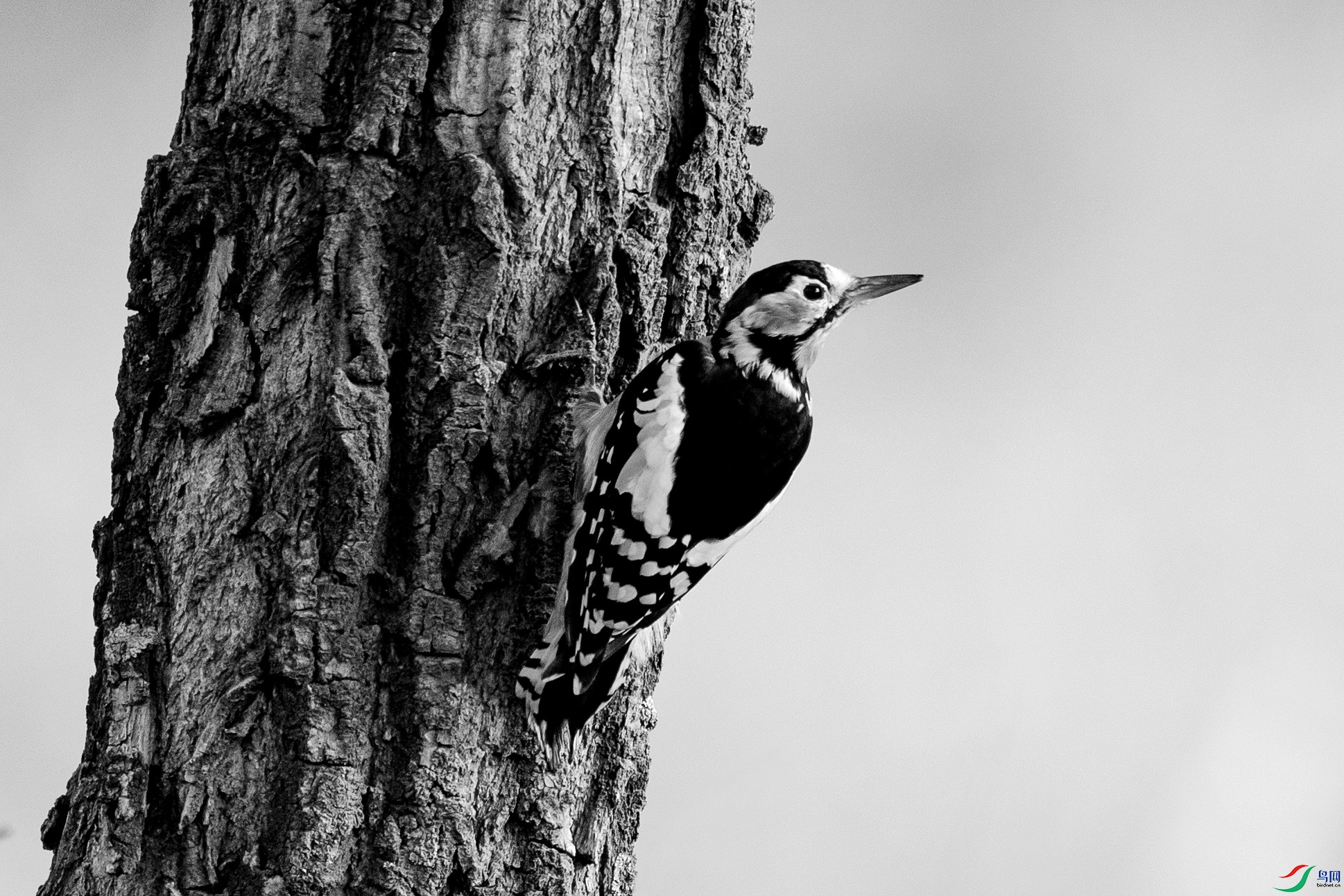 _DSC35430.jpg