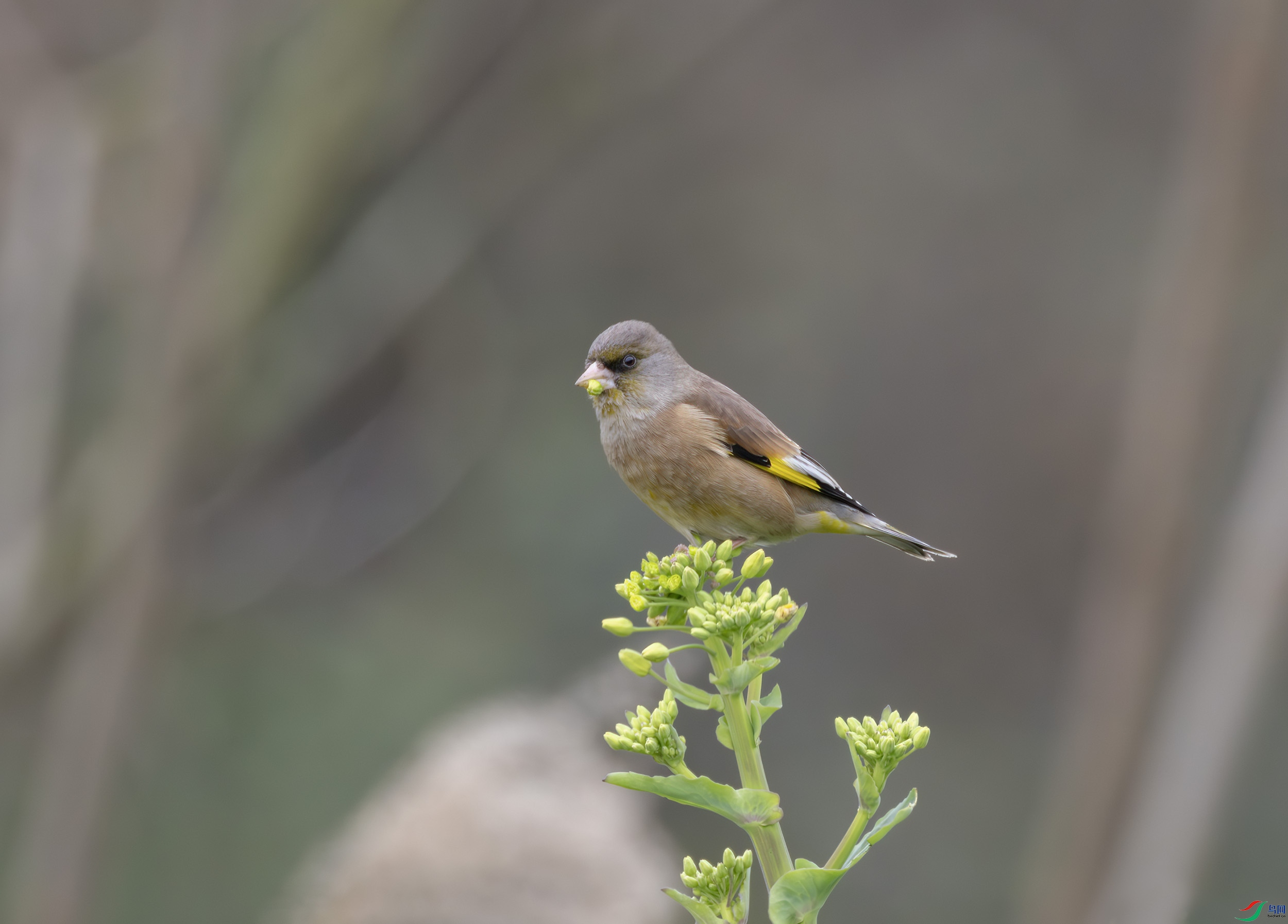 2I1A5347-����ǿ-NR ����.jpg