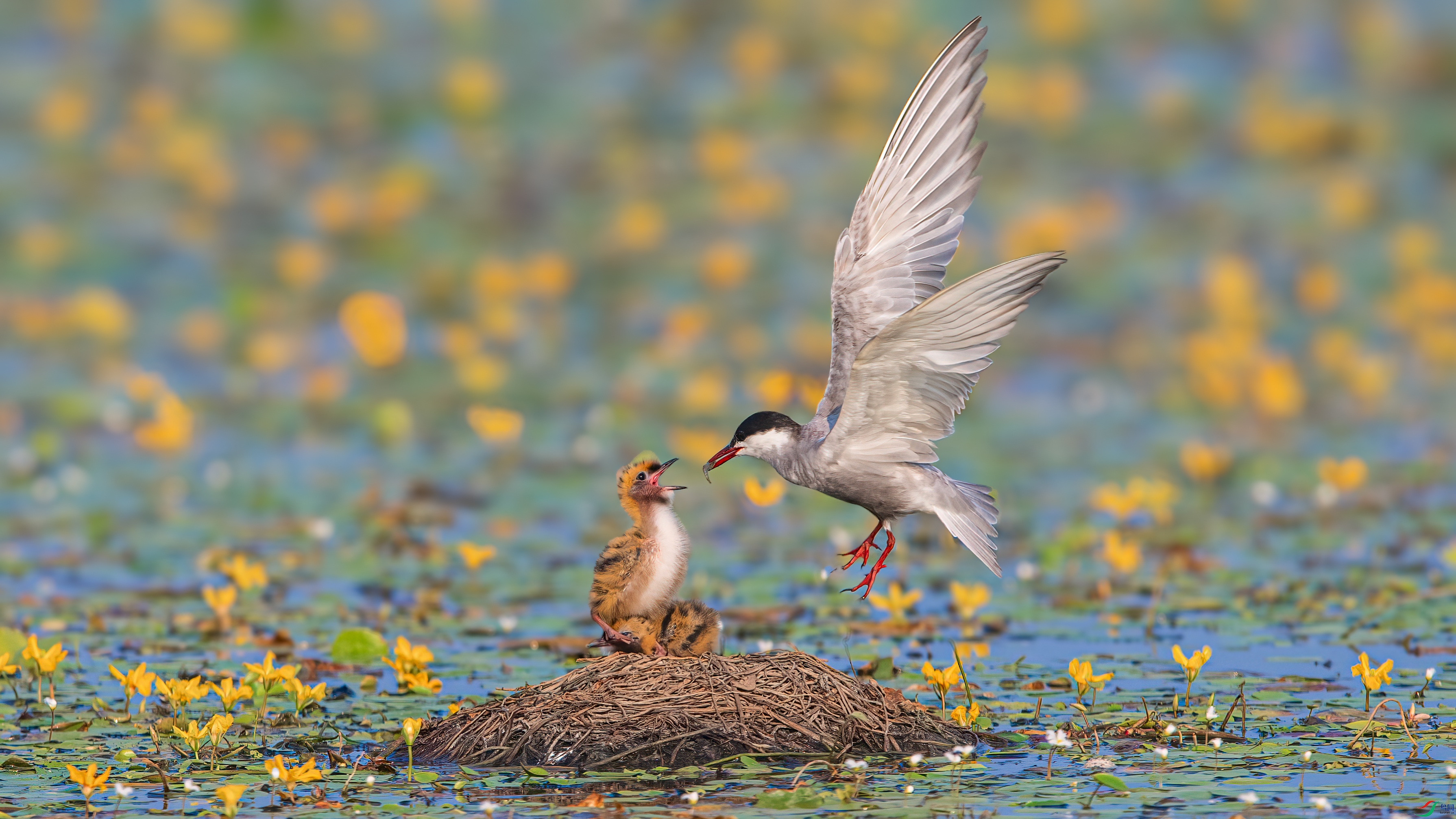 DSC_7115 ����.jpg