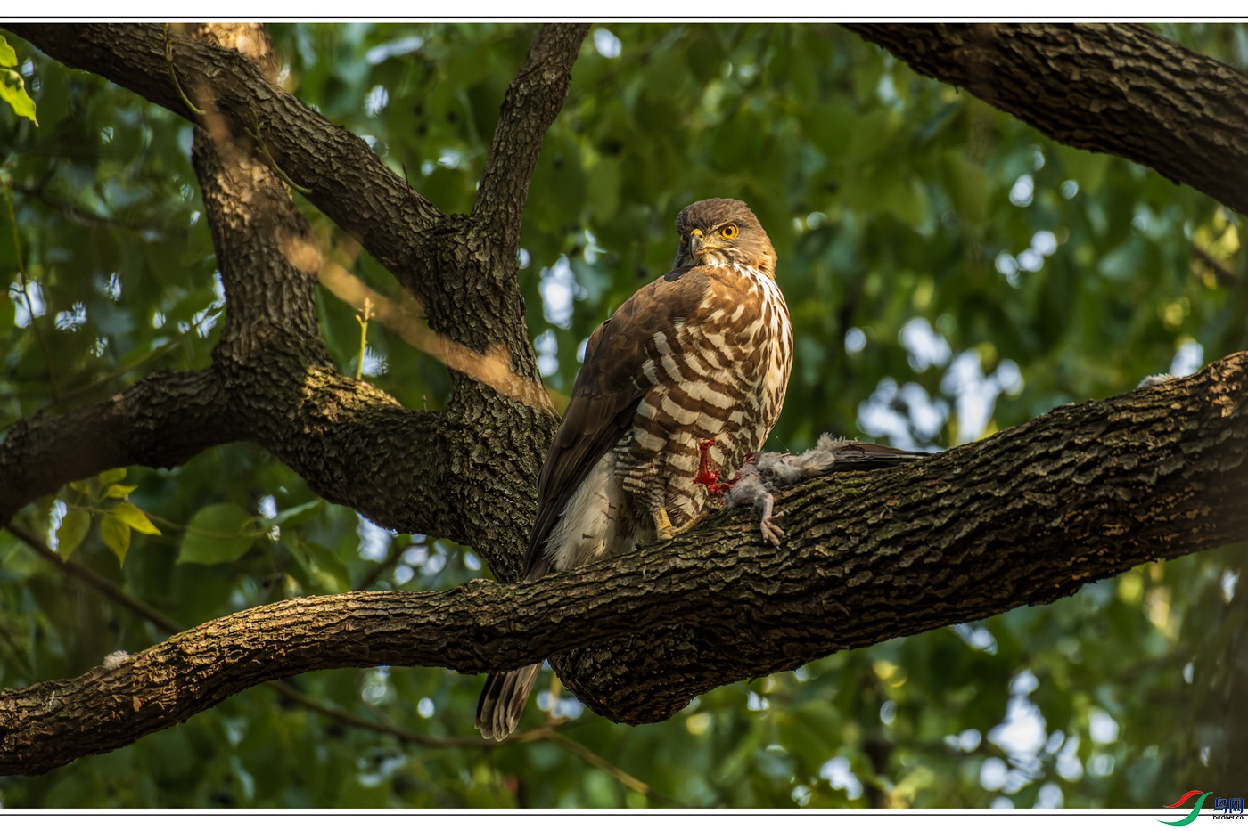 _DSC8045-NEF_DxO_DeepPRIME-1.jpg