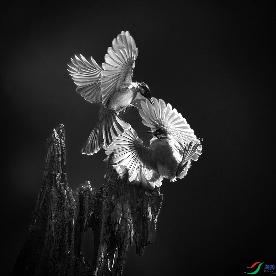 6H7A7315-DeNoiseAI-severe-noise ����.jpg