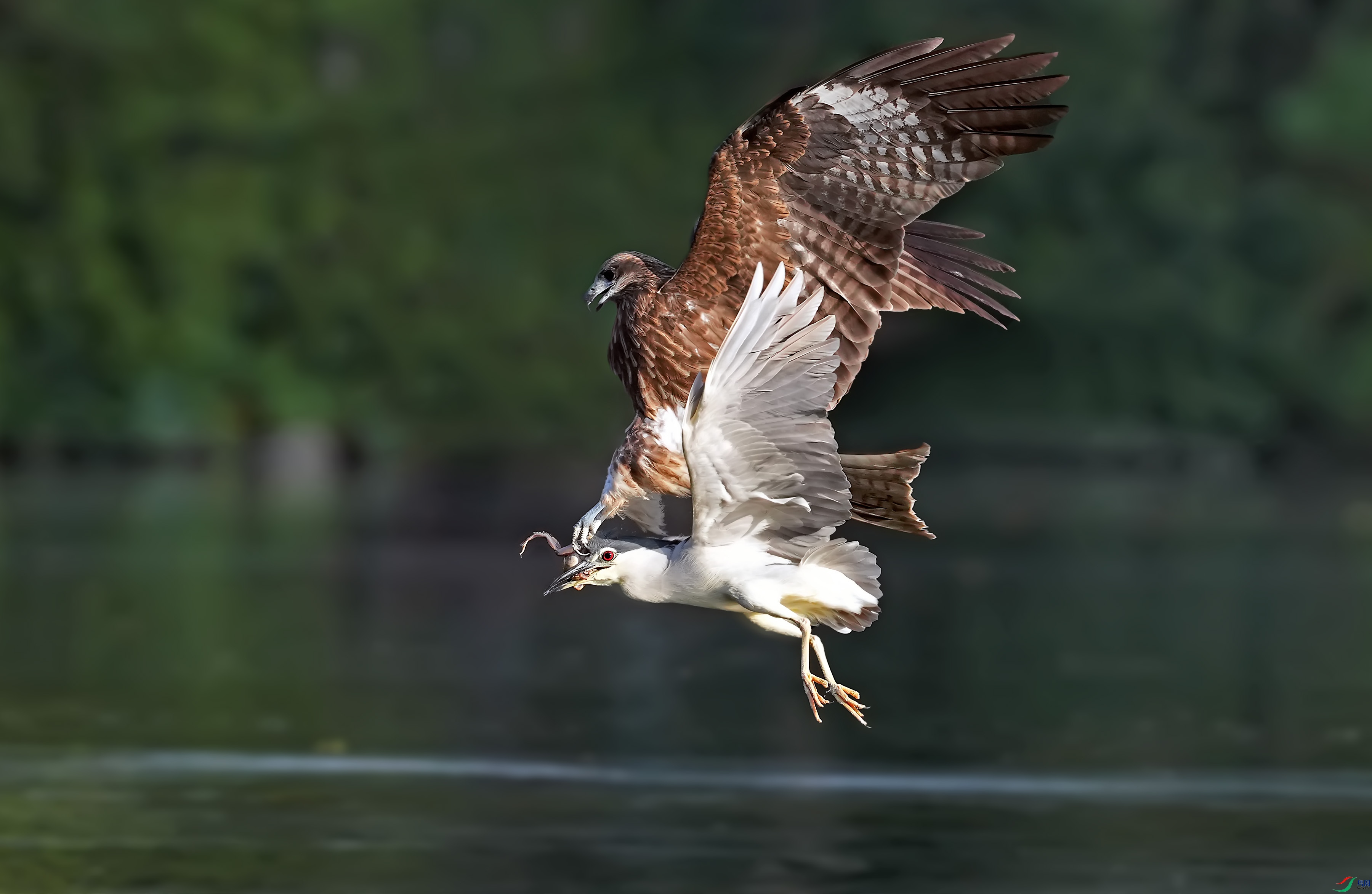 DSC04308 ����.jpg