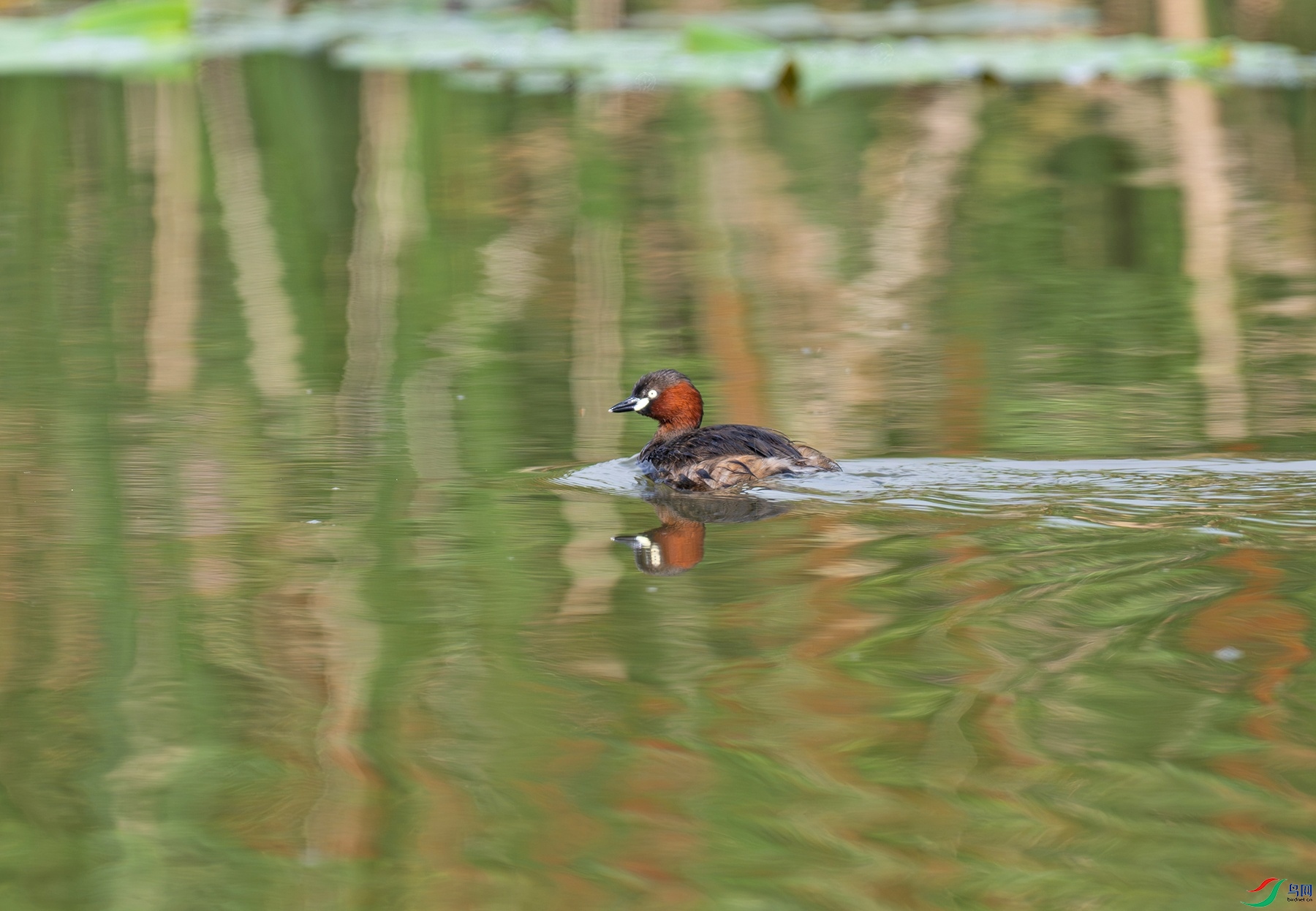 _DSC7203f.jpg
