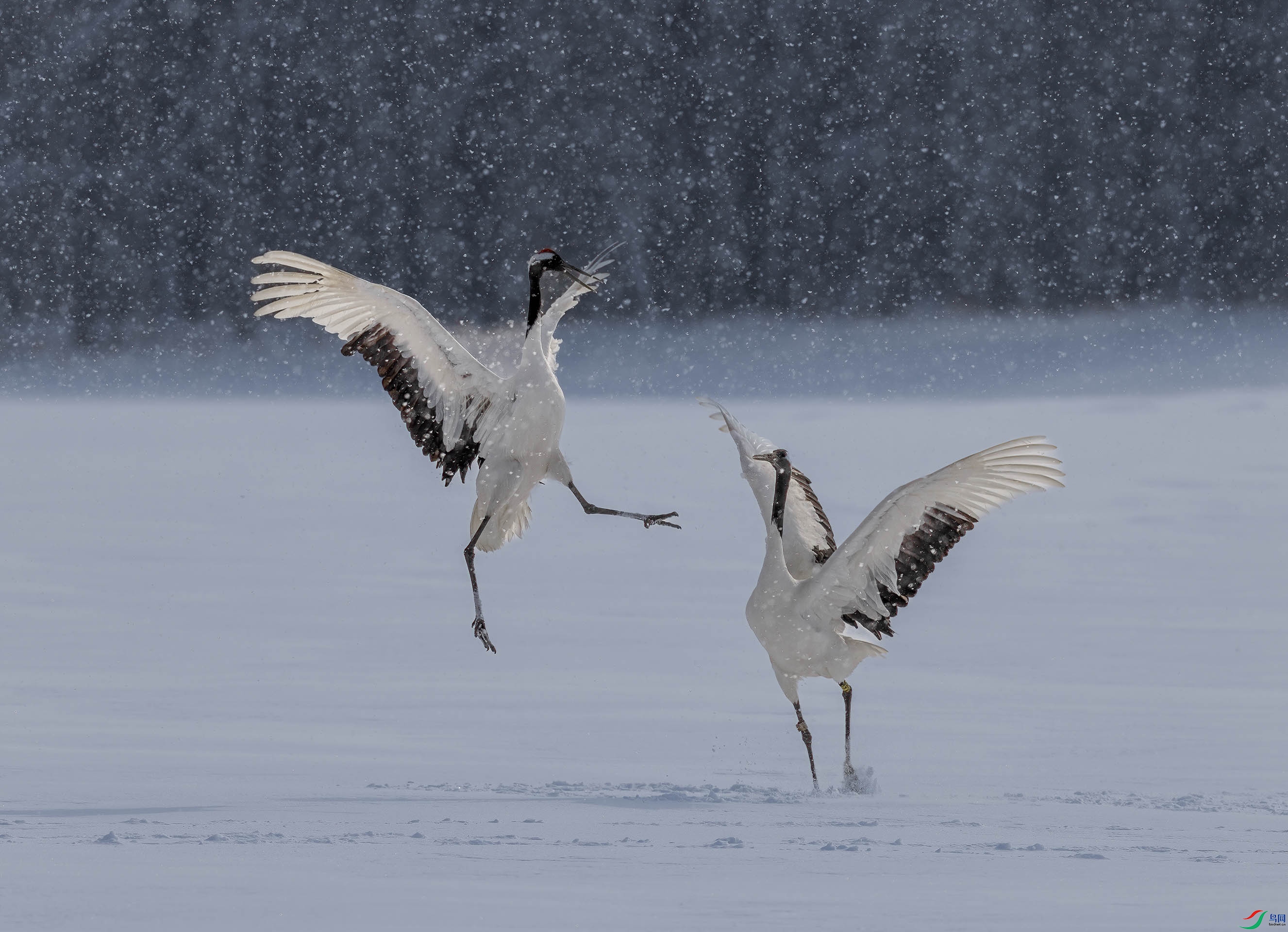 ��ѩ����