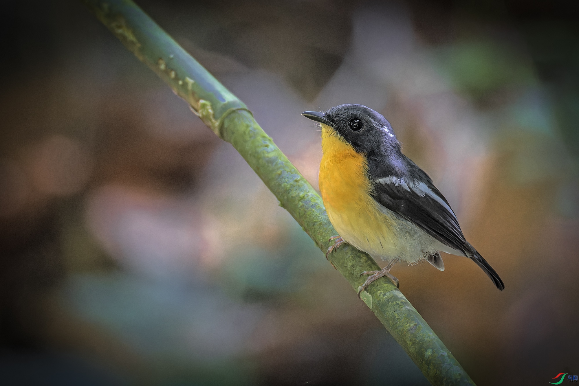 _97A6935-CR3 copy.jpg