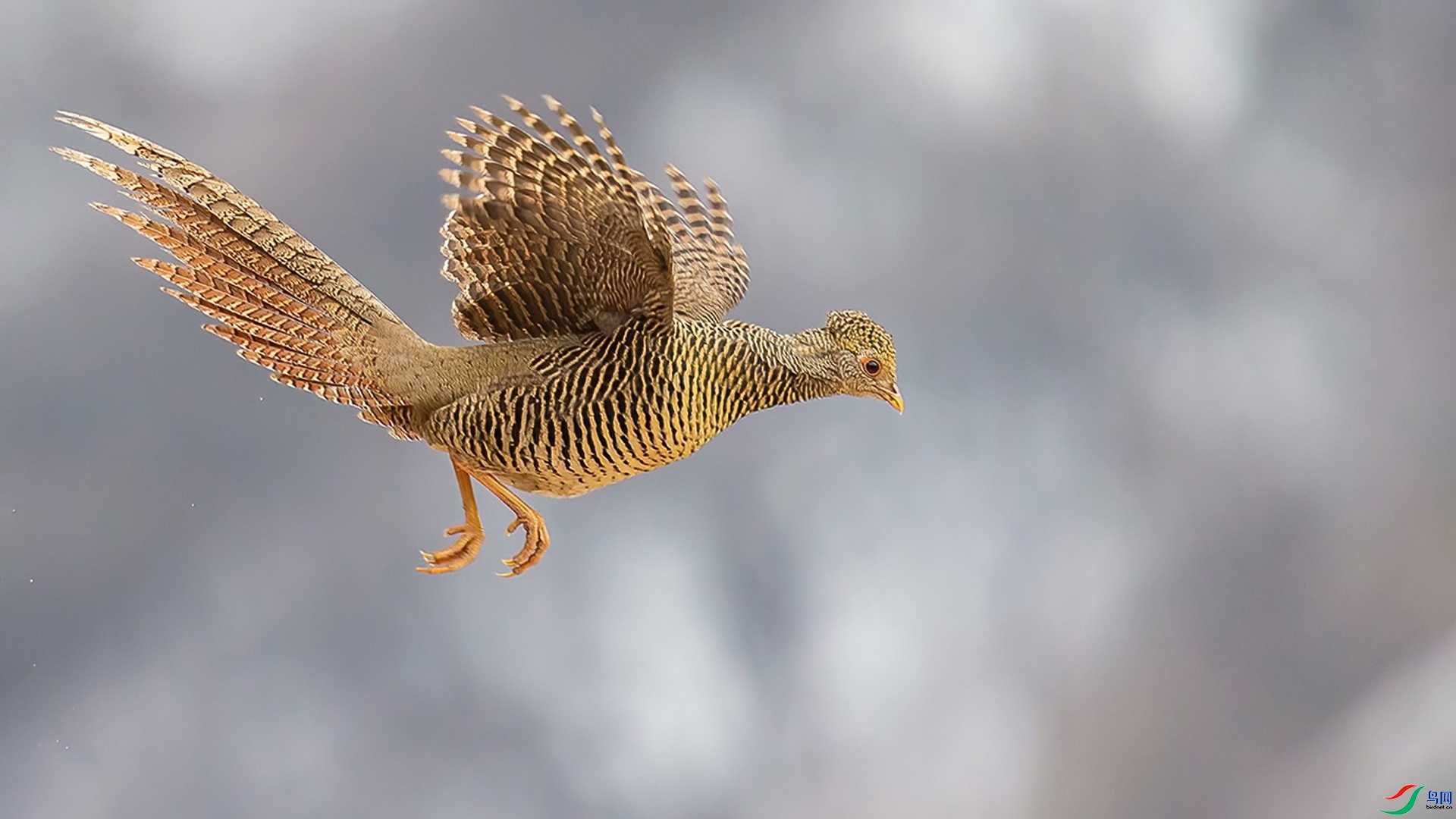 2.14�ƽ�Ҷ��ʦ��Ʒ   �츹���������ɽ� ��ף���ٻ����Ѿ�����.jpg