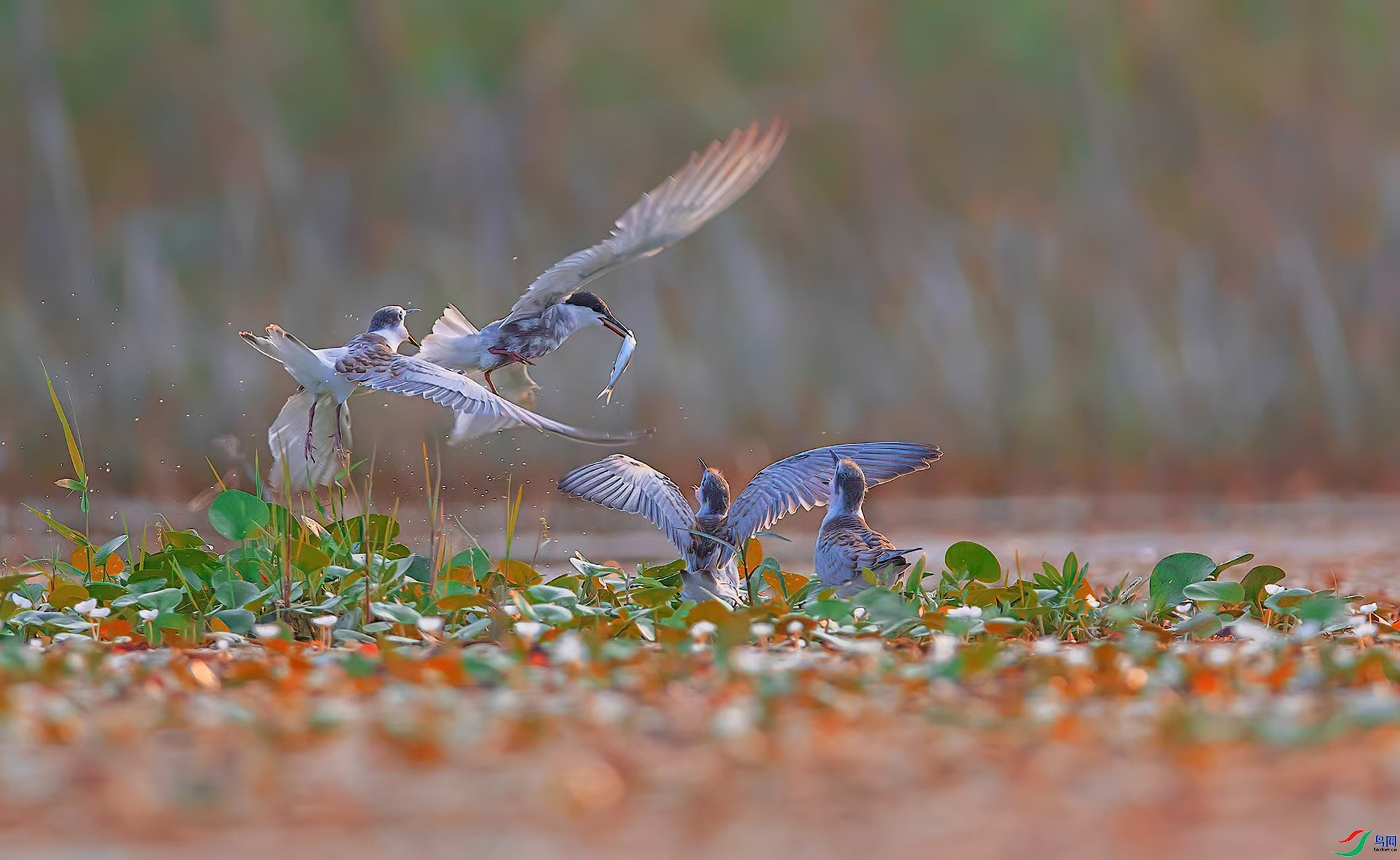 2.15��������ʦ��Ʒ   �������� ��ף���ٻ����Ѿ�����.jpg