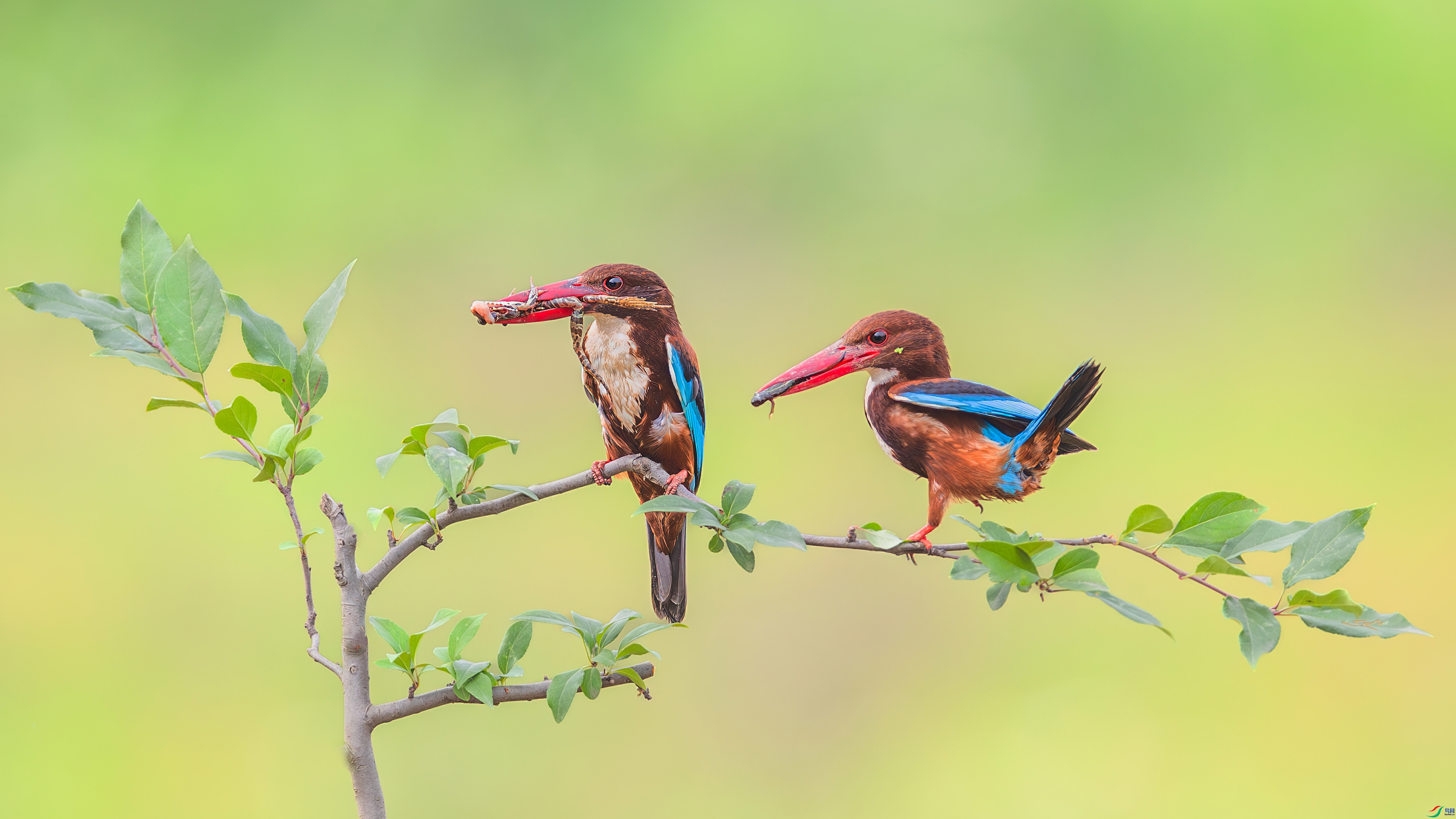 2.15С������ʦ��Ʒ   ģ������ ��ף���ٻ����������.jpg