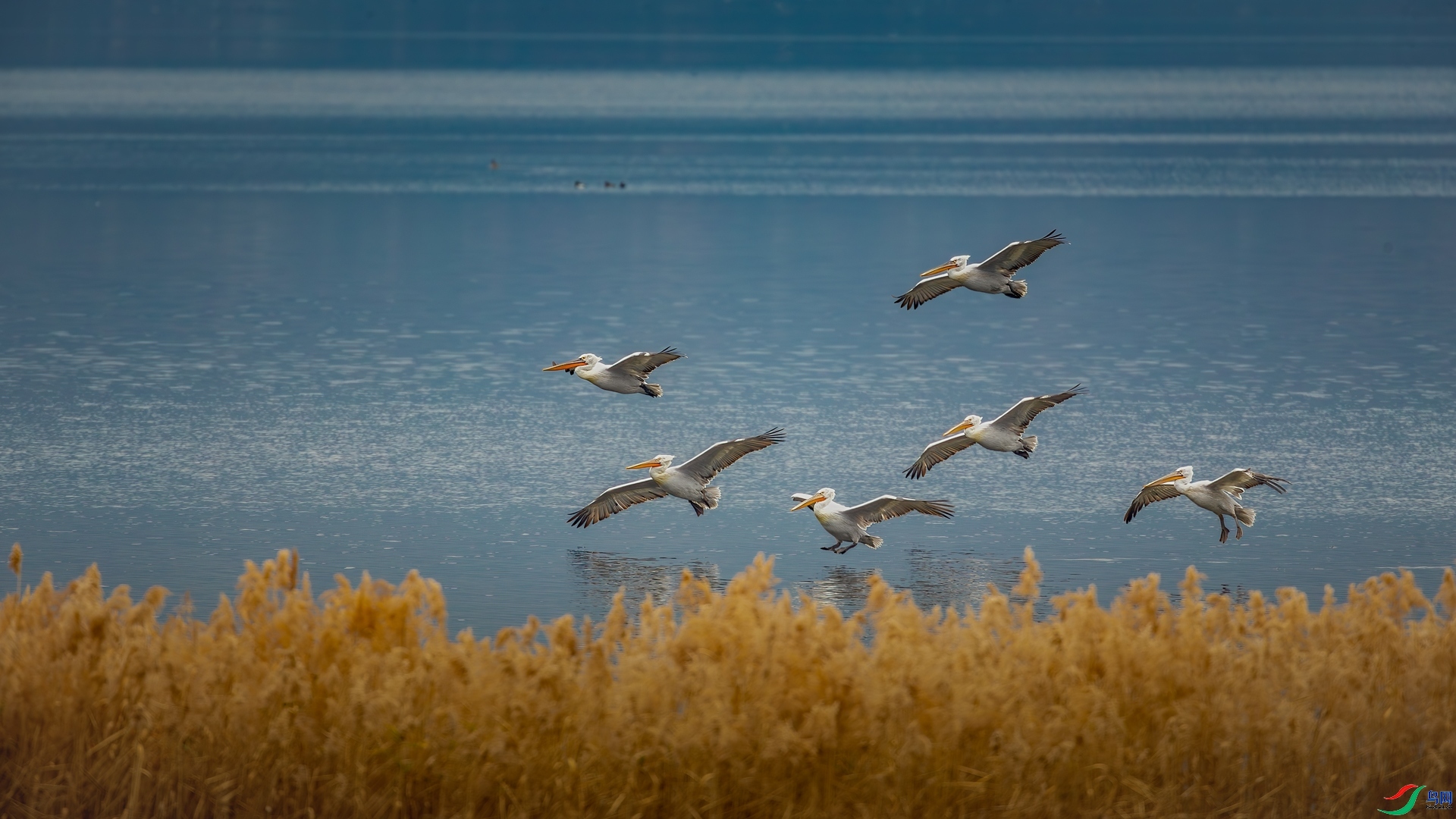 2.17Դ����Ȼ��ʦ��Ʒ ���������ɡ���ף���ٻ����������.jpg