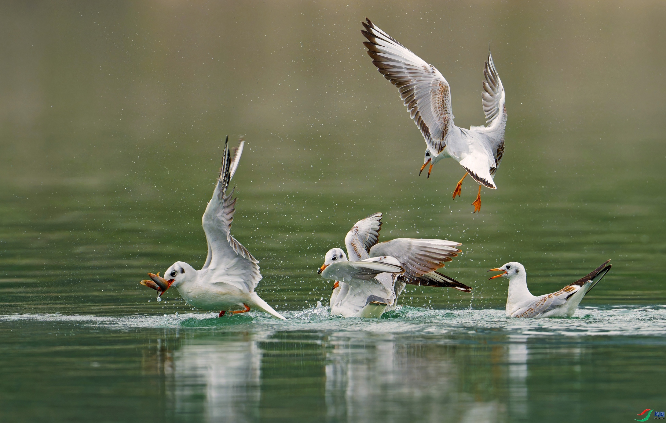 2.18�����ʦ��Ʒ  ȺŸ��ʳ  ��ף���ٻ��Ա������.jpg