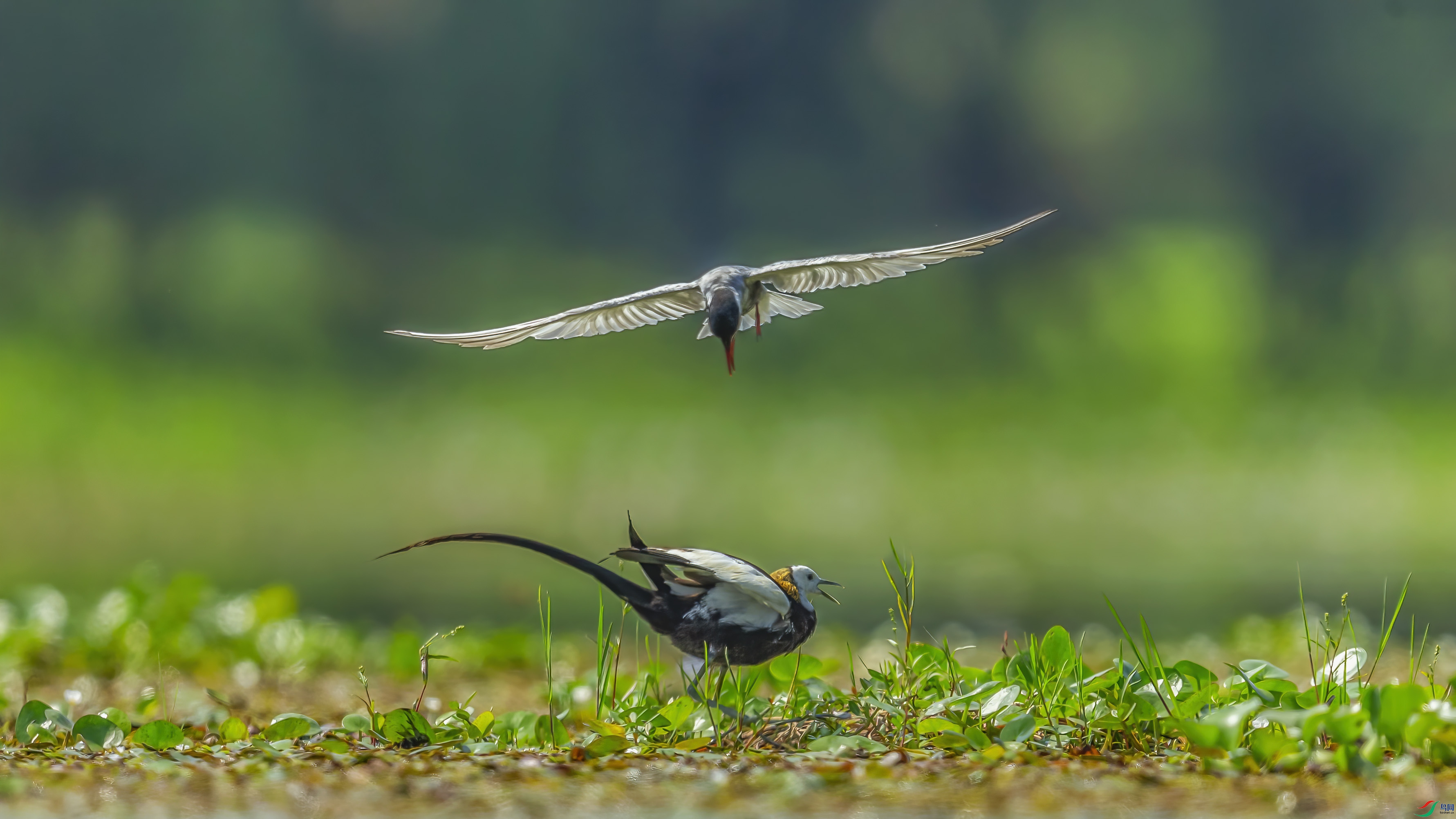 C09R3362 ����.jpg