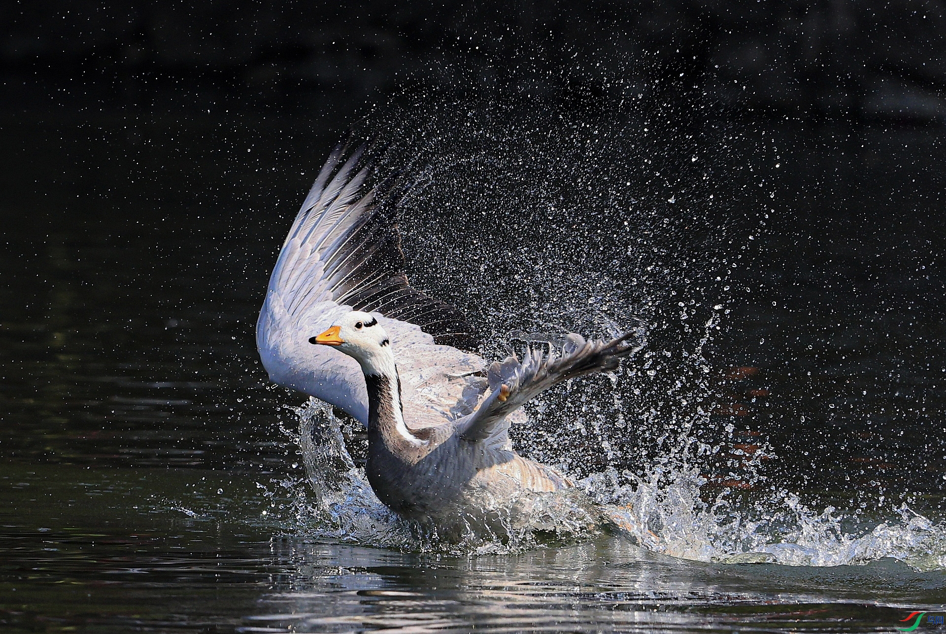 ����113A4484�� ����������.jpg