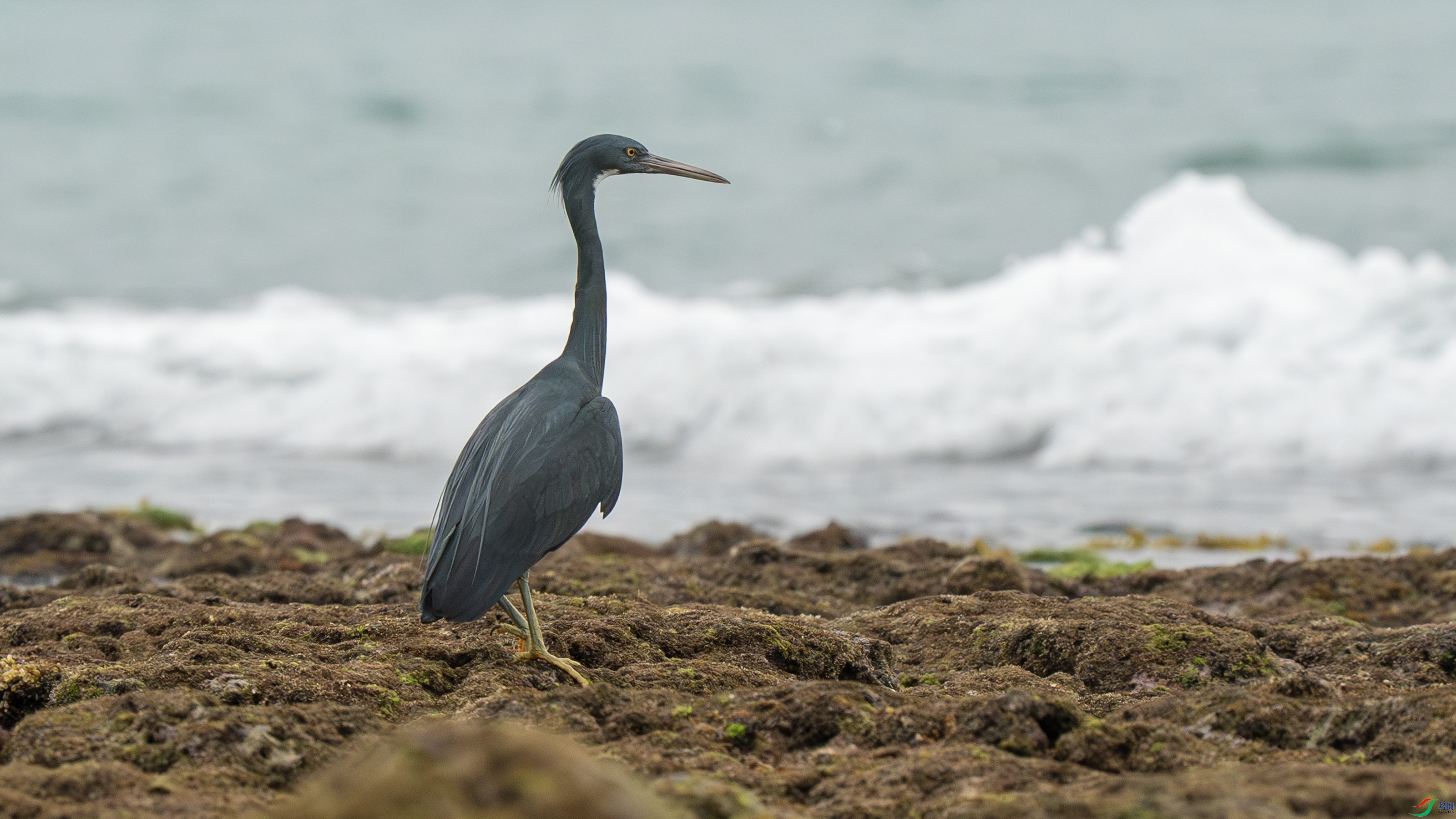 DSC06097-����ǿ-NR ���� 2.jpg