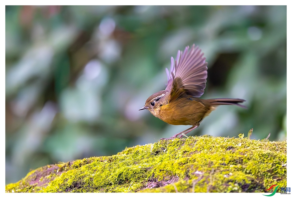 _DSC6232-����ǿ-NR ����_1.jpg