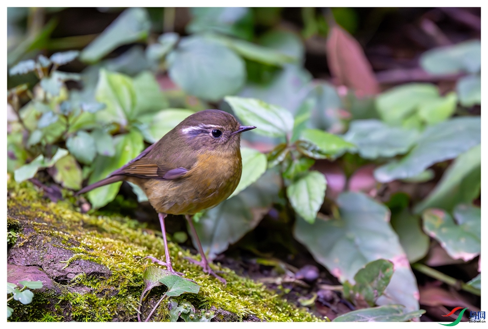 _DSC6070-����ǿ-NR ����_1.jpg