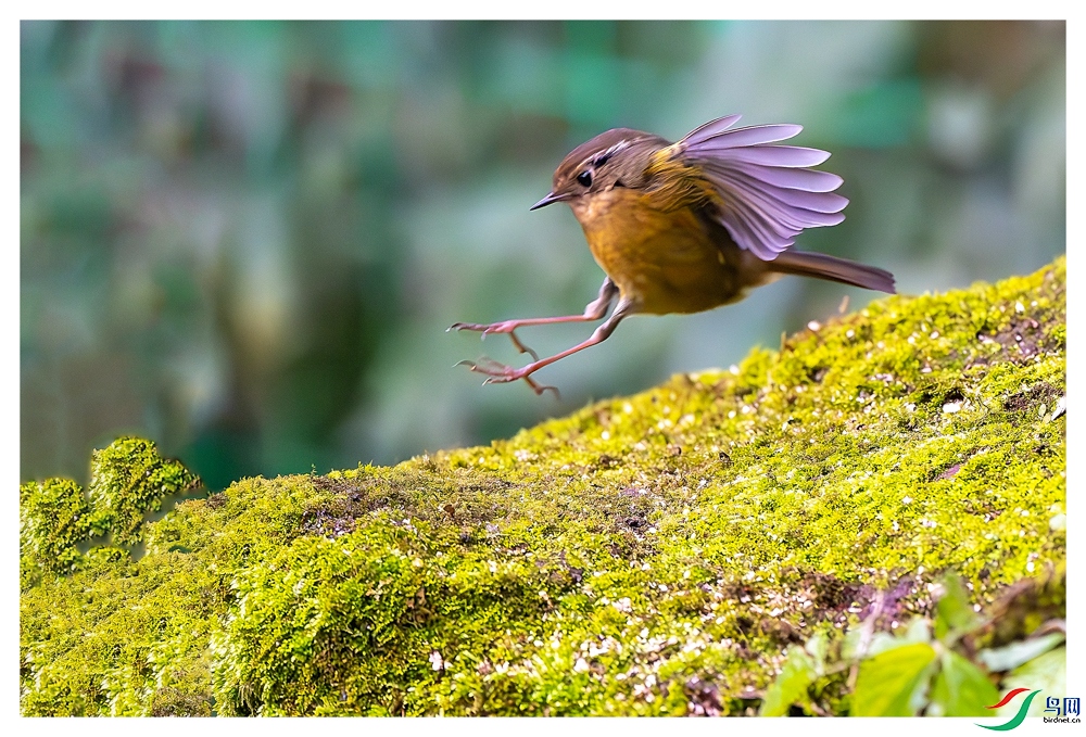 _DSC6235-����ǿ-NR ����_1.jpg