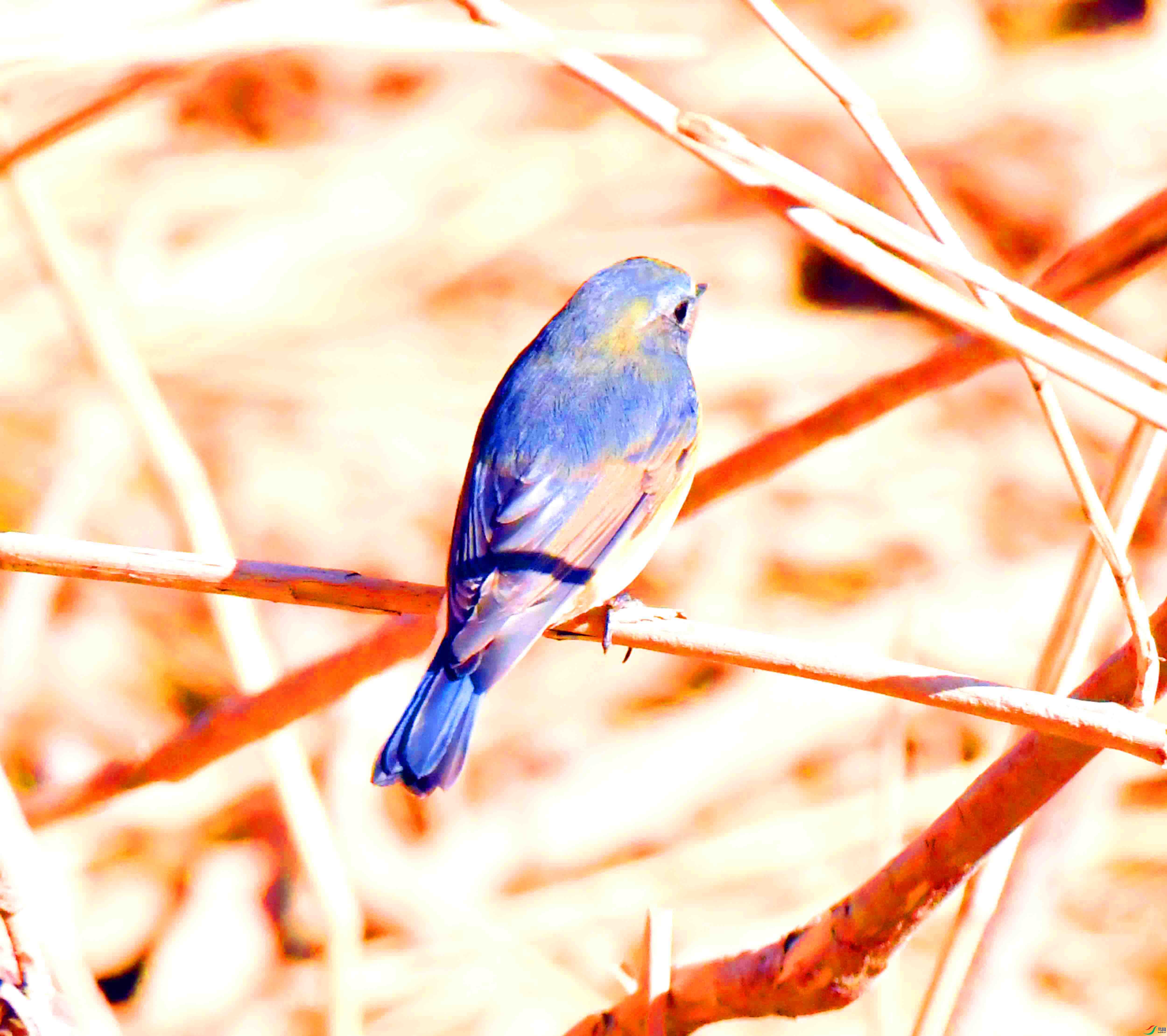 DSC_4290.JPG