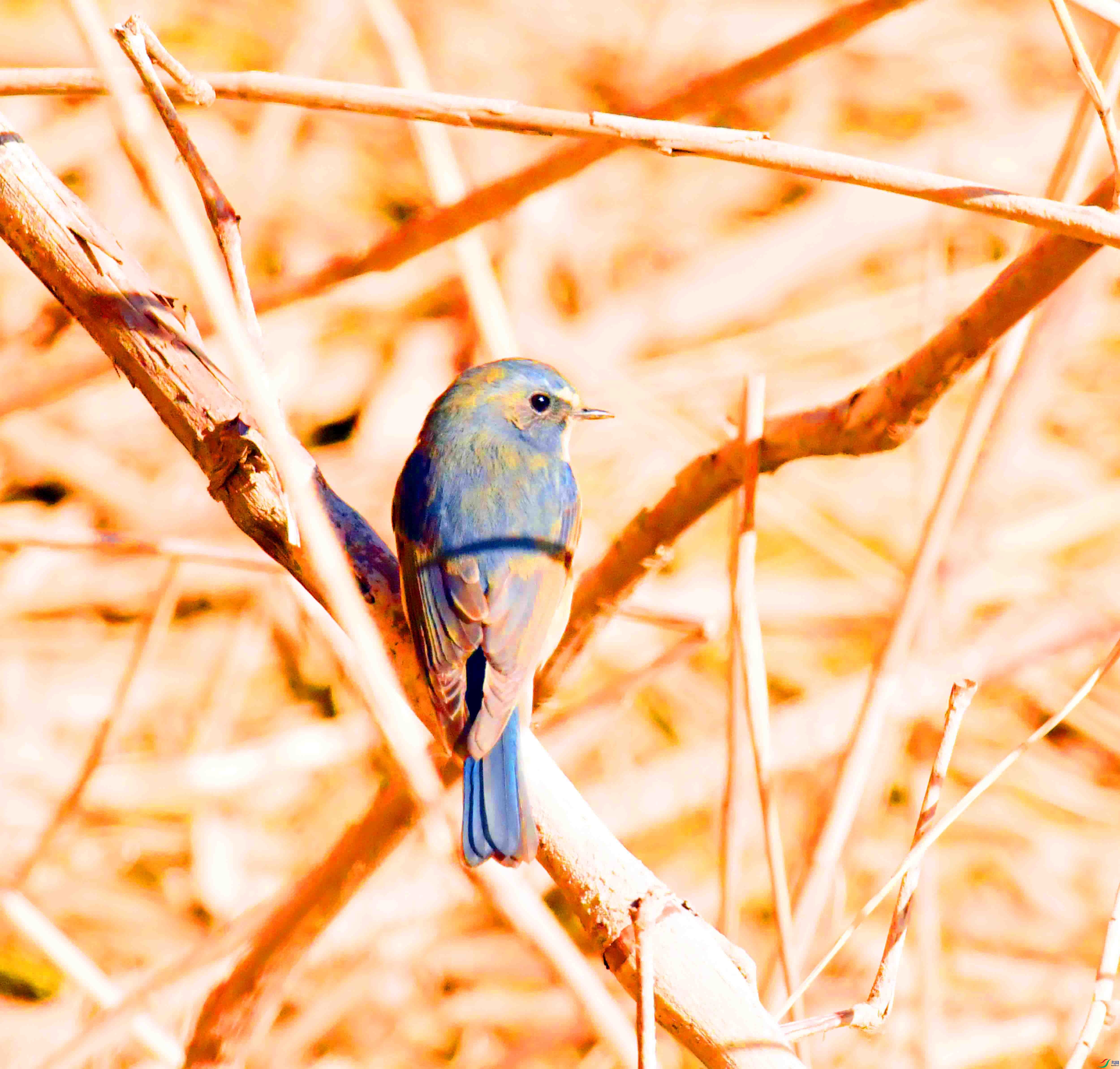 DSC_4288.JPG